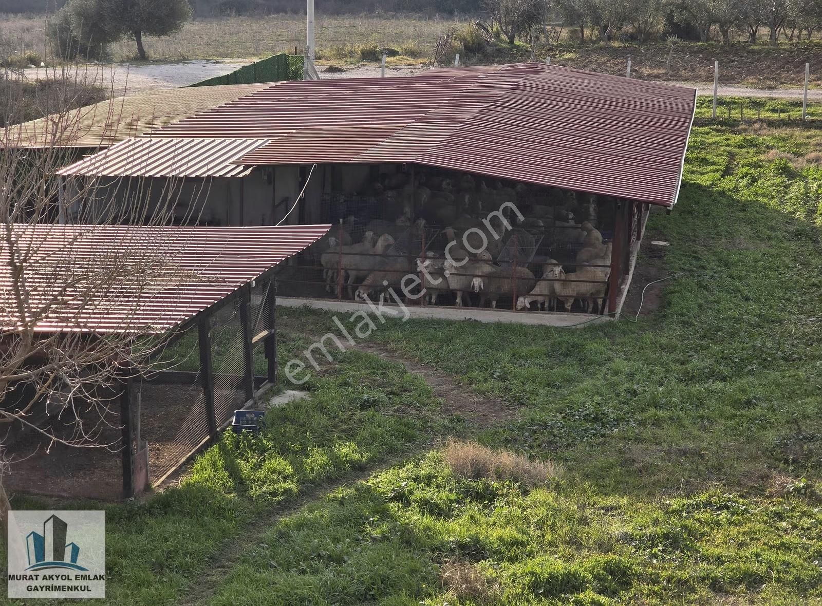 Menderes Bulgurca' Da 9 Dönüm Arazi İçerisinde Havuzlu Villa - Görsel 3