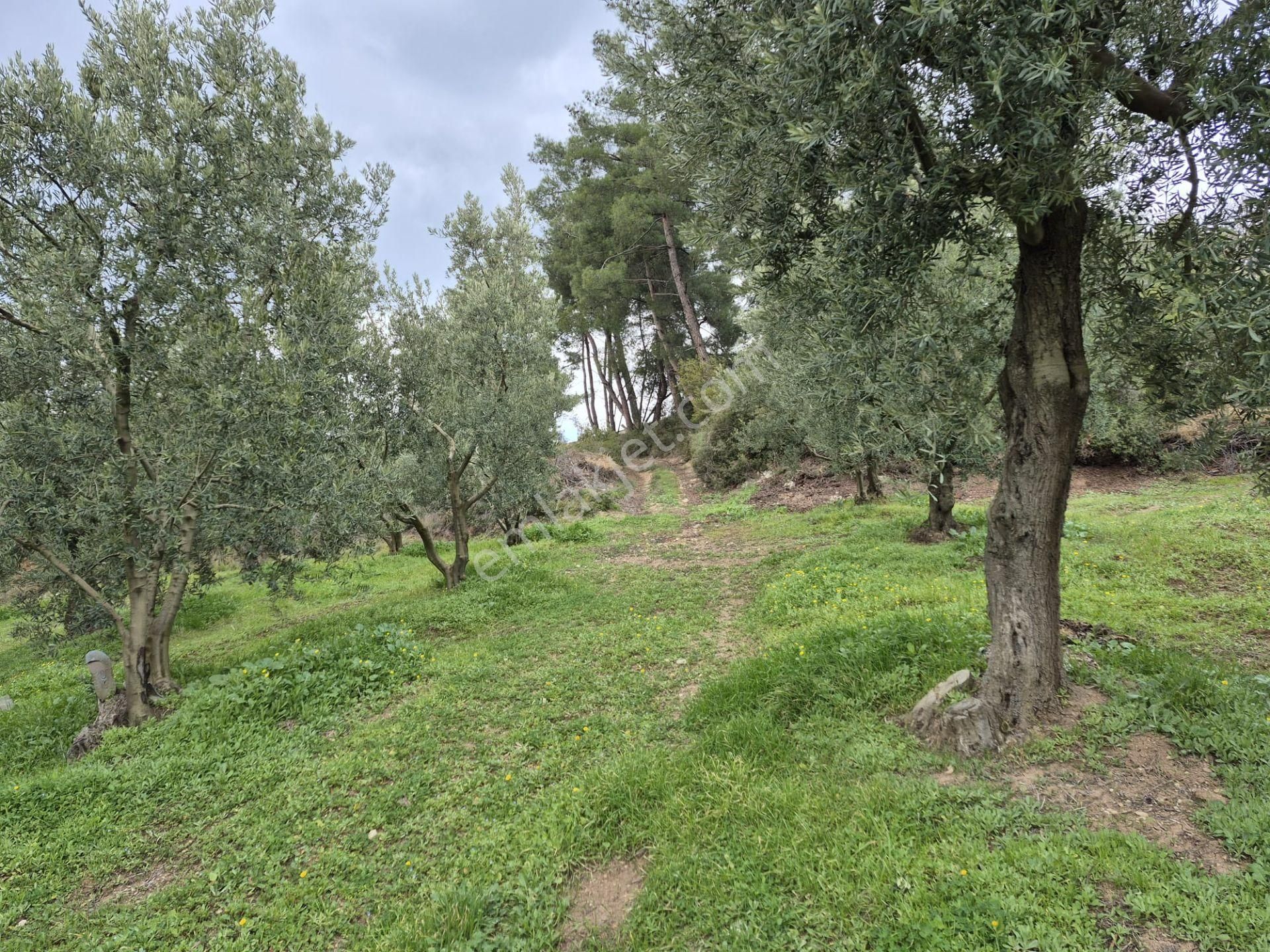 C21 Cius; Gemlik Umurbey’de 2538 M² 75 Ağaçlı Zeytinlik - Görsel 3