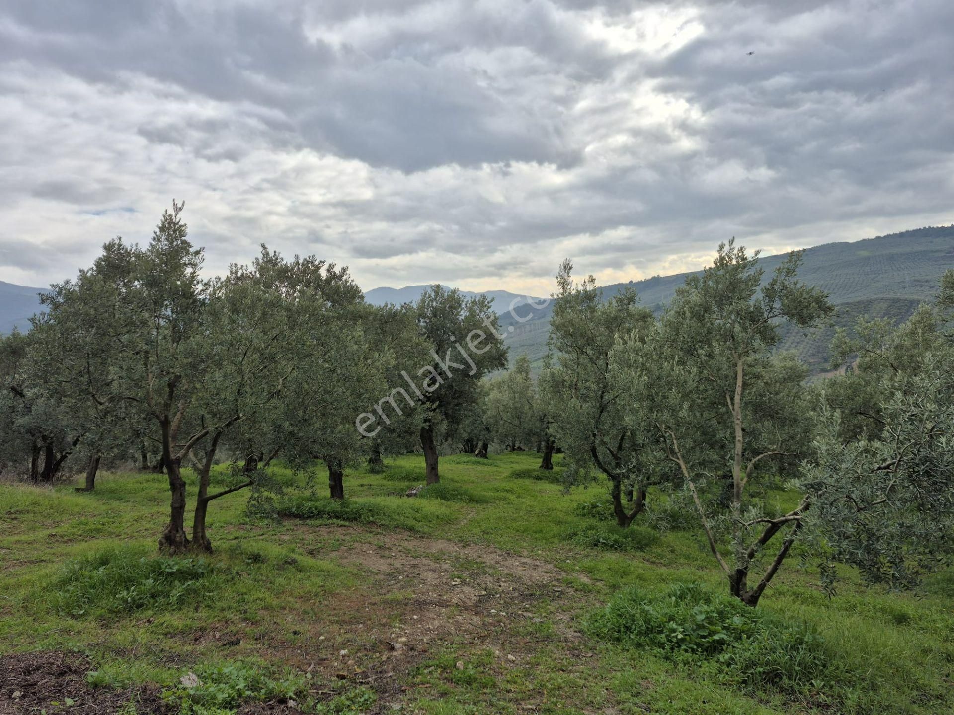 C21 Cius; Gemlik Umurbey’de 2538 M² 75 Ağaçlı Zeytinlik - Görsel 10
