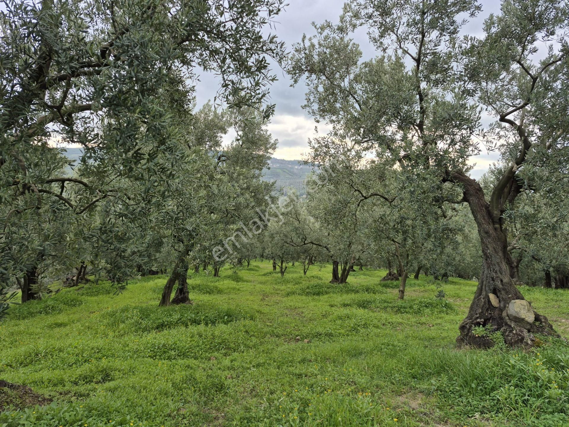 C21 Cius; Gemlik Umurbey’de 2538 M² 75 Ağaçlı Zeytinlik - Görsel 2