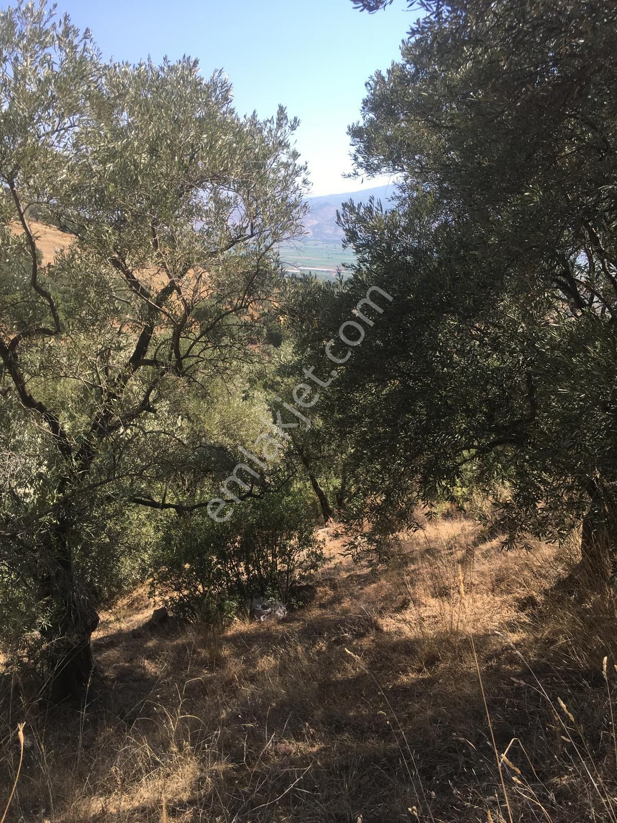 Aydın Nazilli İsabeyli Mah Satılık Zeytinlik - Görsel 3