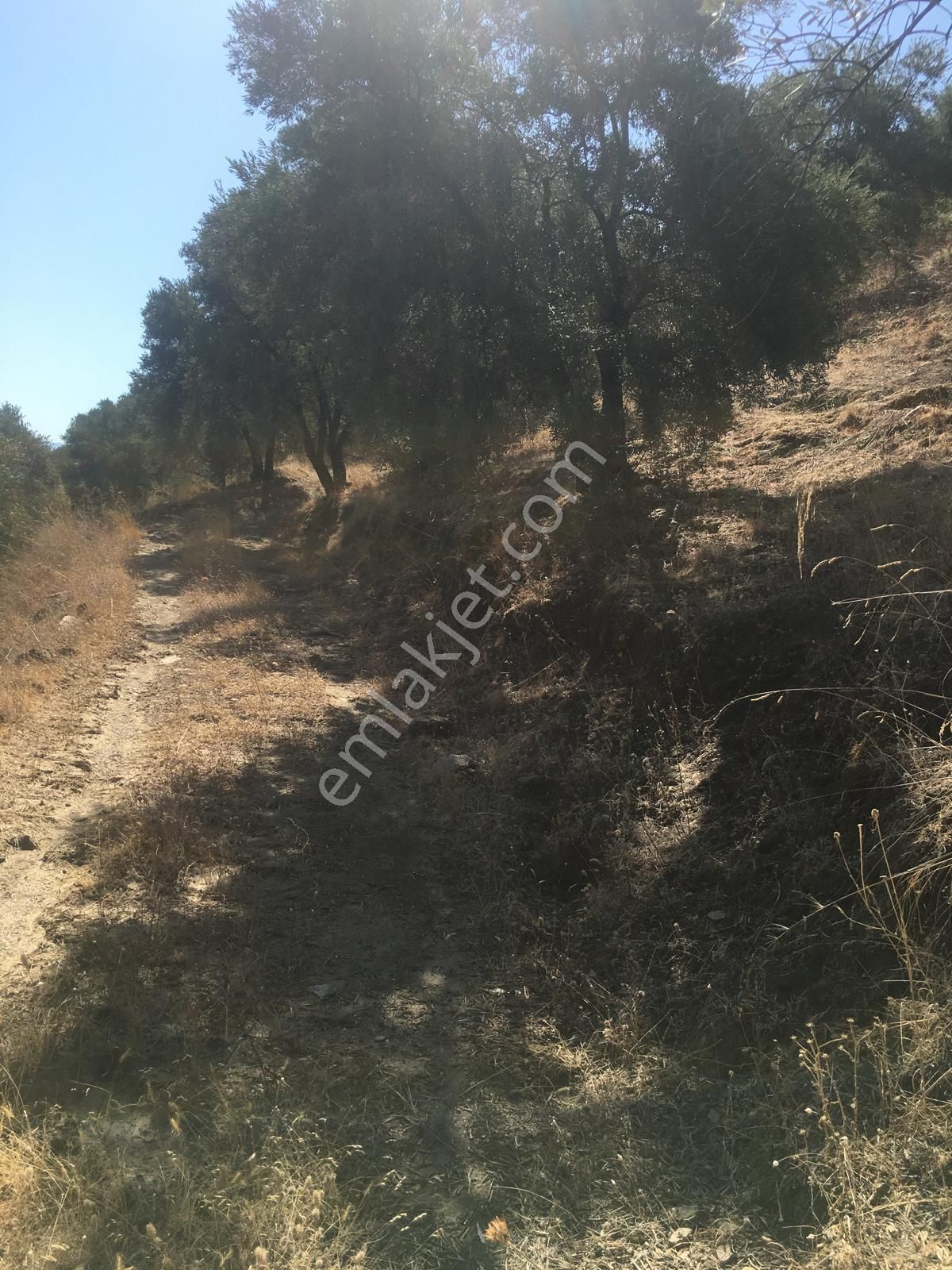 Aydın Nazilli İsabeyli Mah Satılık Zeytinlik - Görsel 2