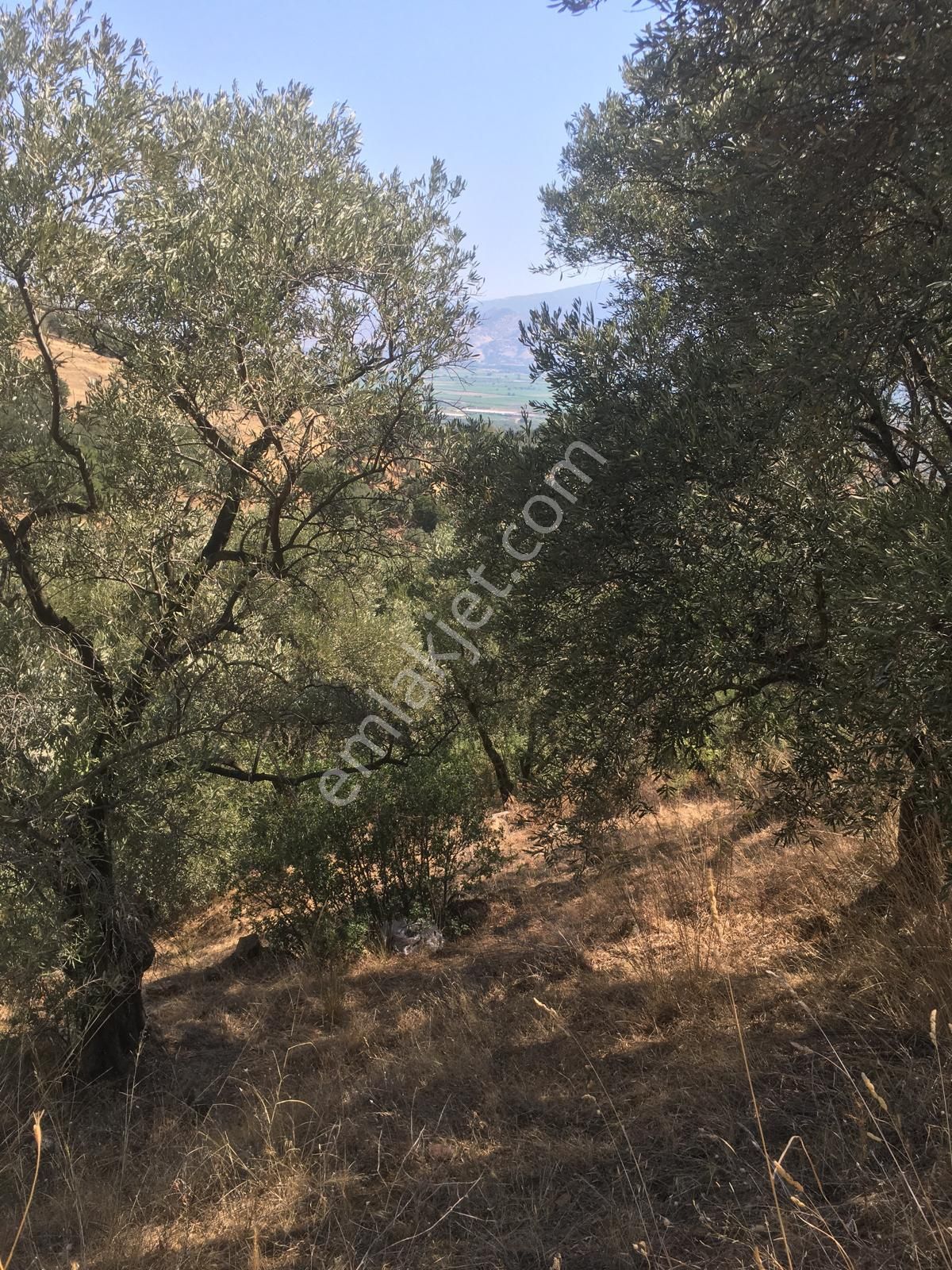 Aydın Nazilli İsabeyli Mah Satılık Zeytinlik - Görsel 4