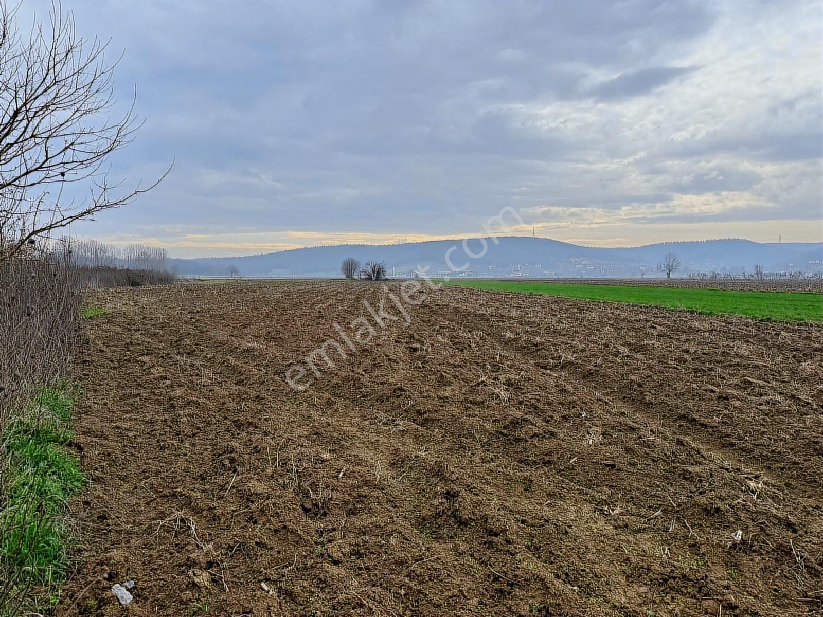 Söğütlü Kurudilde 1.064 M² Değerli Tarla Kaçmaz Fırsat - Görsel 2