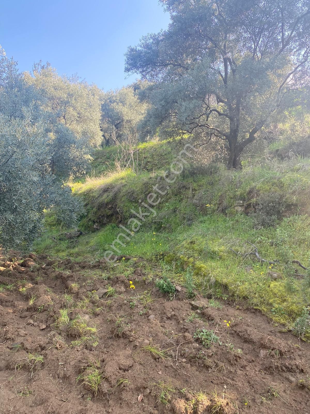 Aydın Bozdoğan Kılavuzlarda Satılık Zeytinlik - Görsel 3