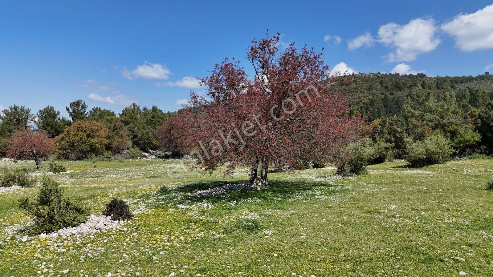 07 Truva Emlak'tan Kumluca Belen De Deniz Manzaralı Satılık Tarl - Görsel 30