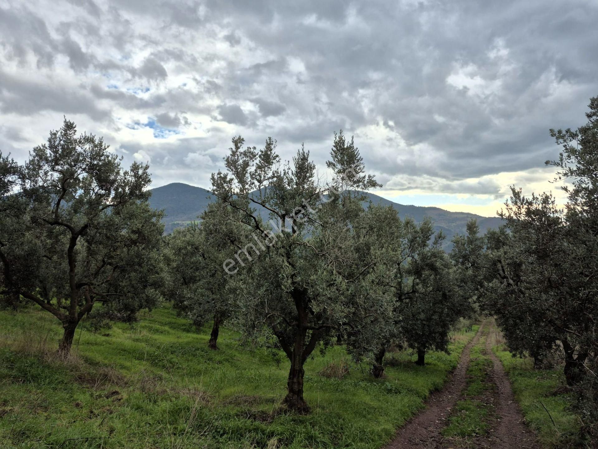 C21 Cius; Gemlik Hamidiye Köyü’nde Yolu Olan 3.025 M² Zeytinlik