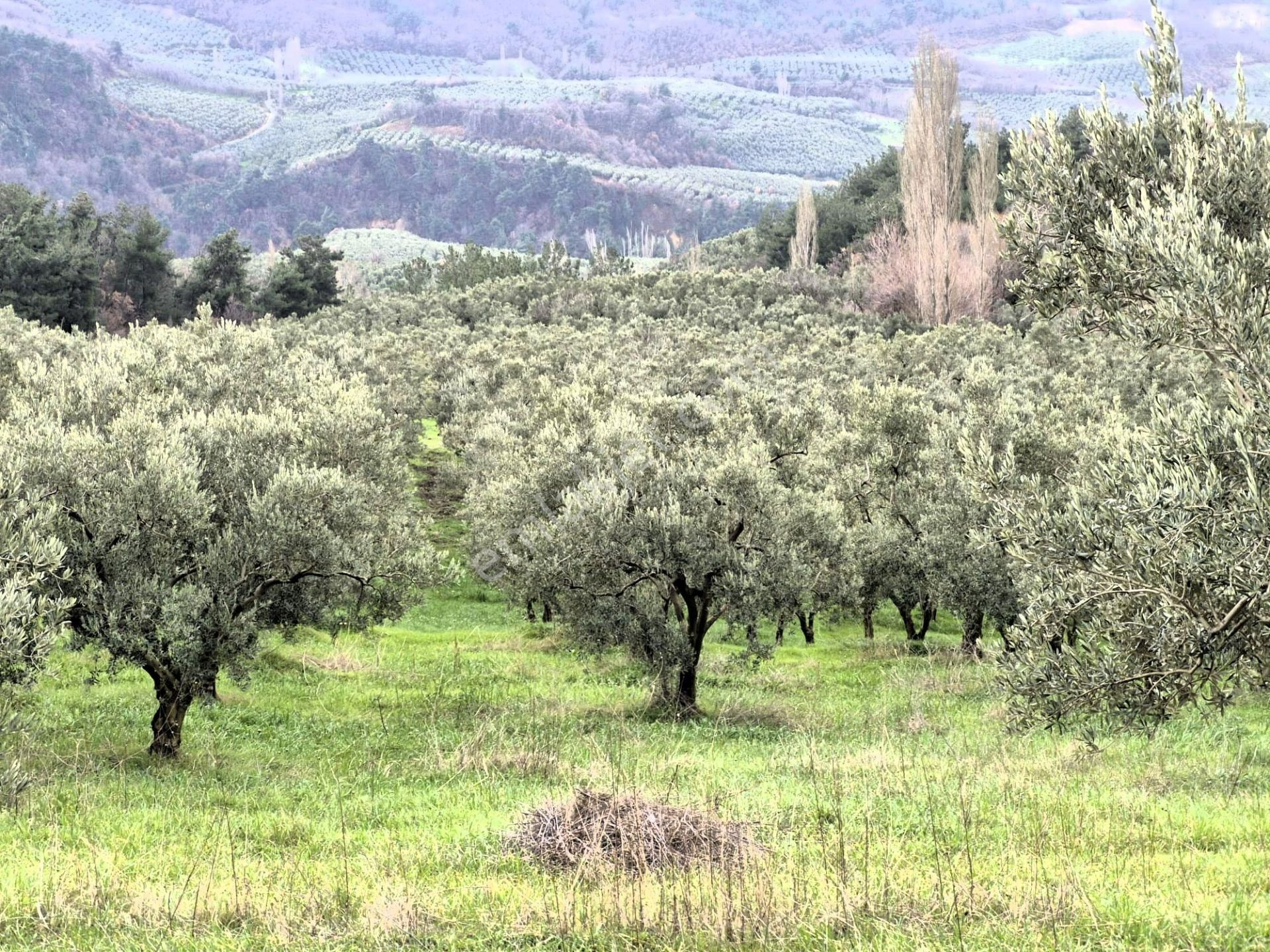 C21 Cius; Gemlik Hamidiye Köyü’nde Yolu Olan 3.025 M² Zeytinlik - Görsel 4