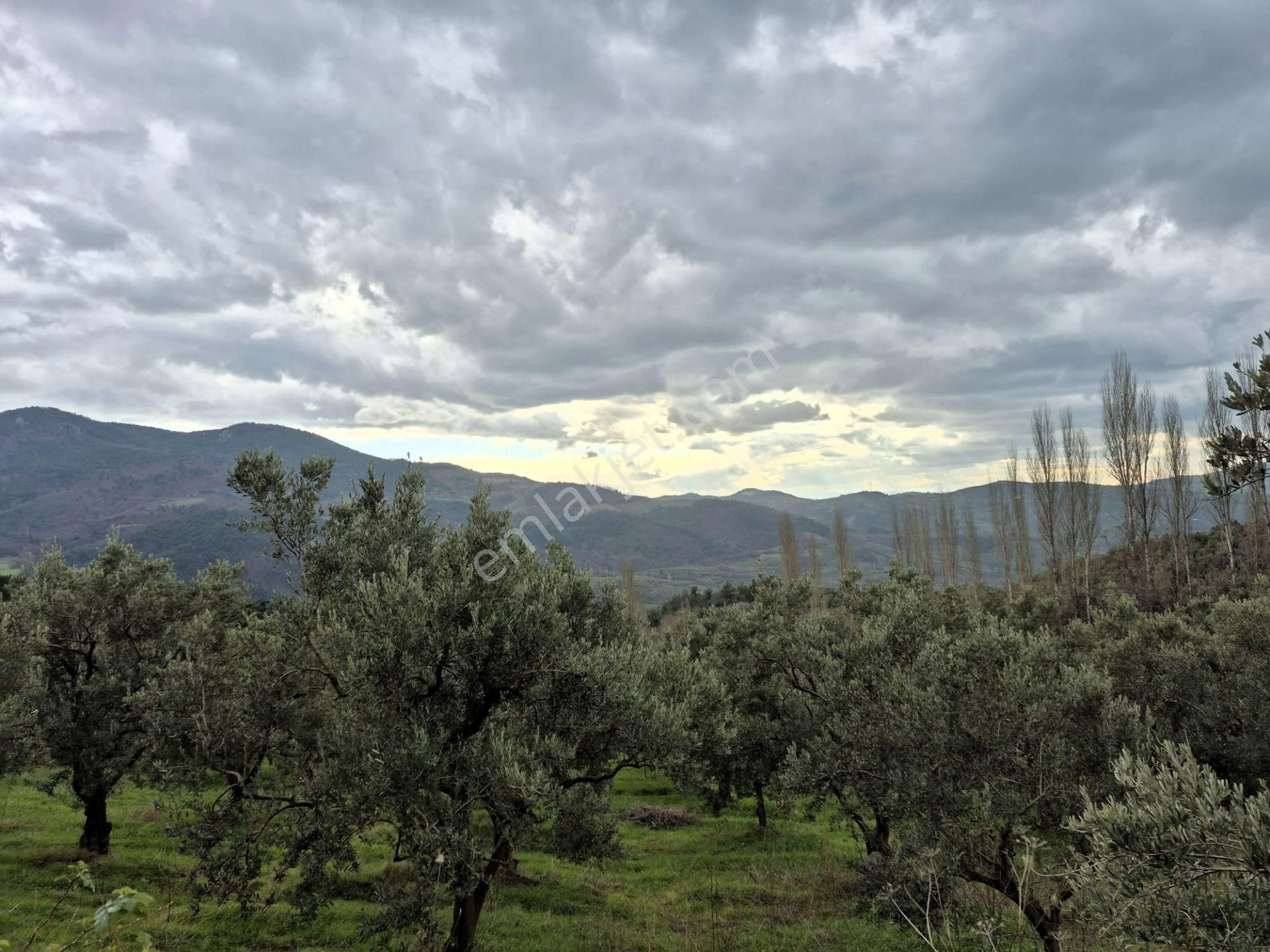 C21 Cius; Gemlik Hamidiye Köyü’nde Yolu Olan 3.025 M² Zeytinlik - Görsel 6