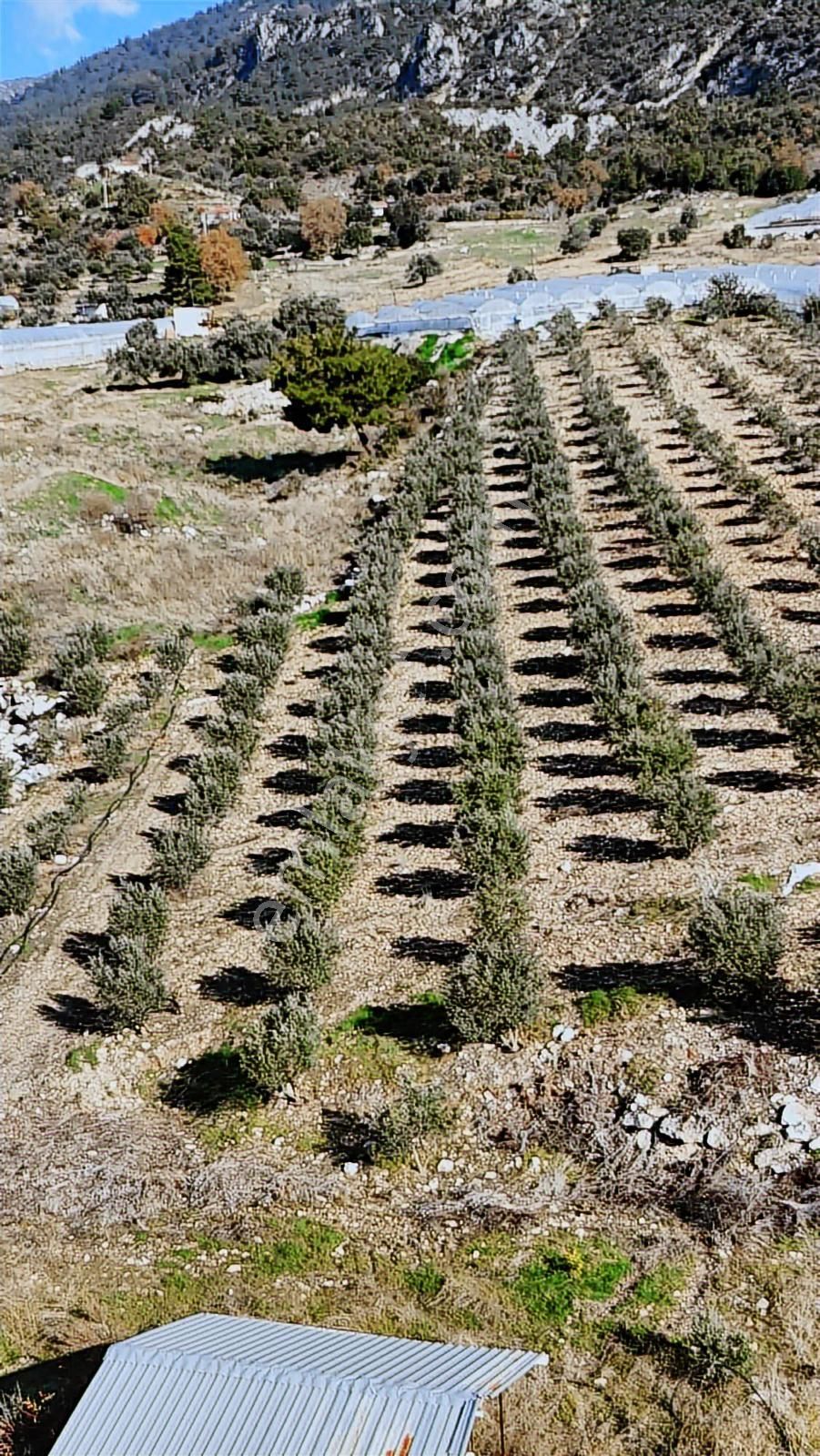 07 Truva Emlak Tan Kumluca İncircik Köyünde Satılık Zeytinlik - Görsel 25