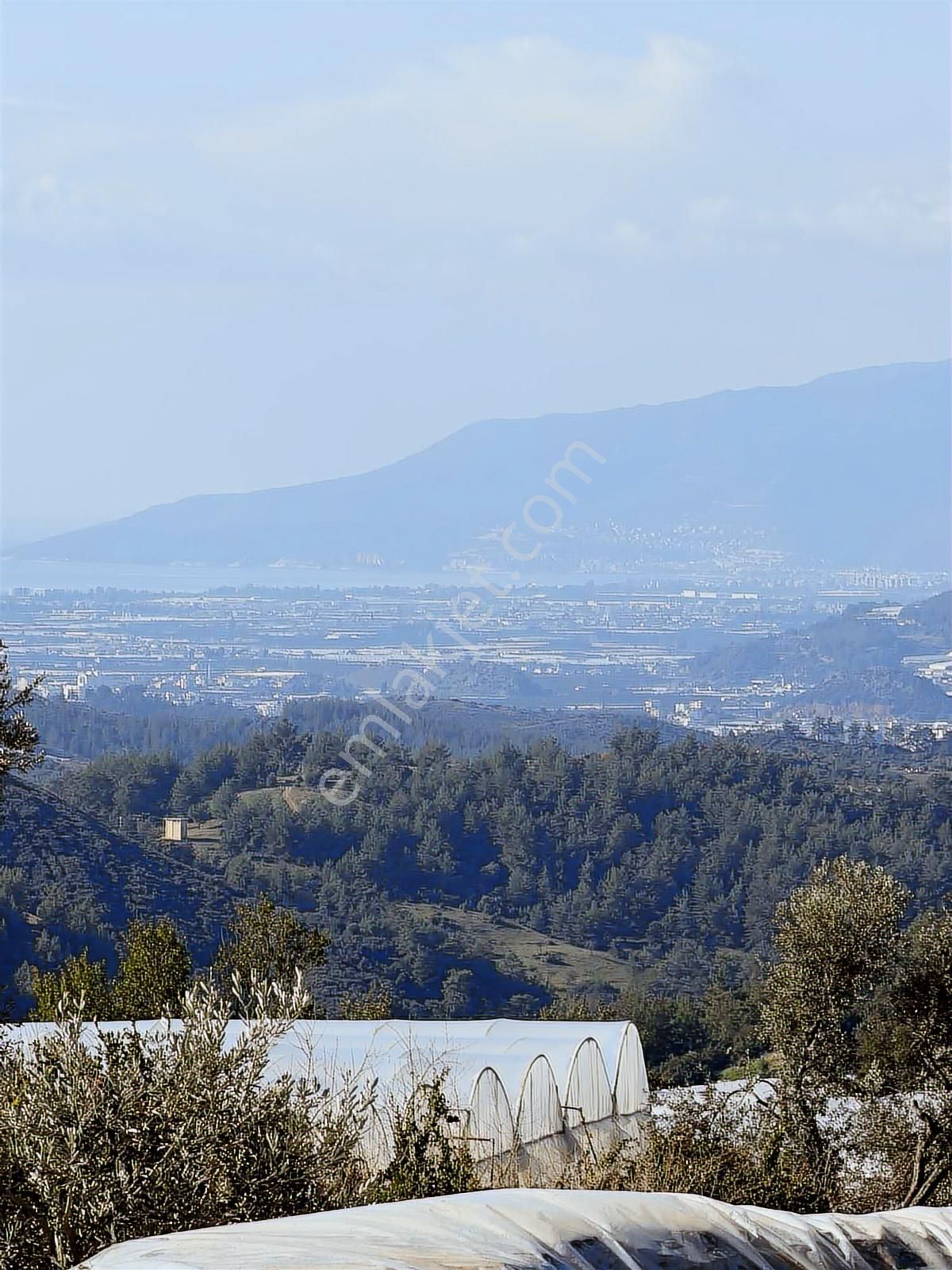 07 Truva Emlak Tan Kumluca İncircik Köyünde Satılık Zeytinlik - Görsel 10