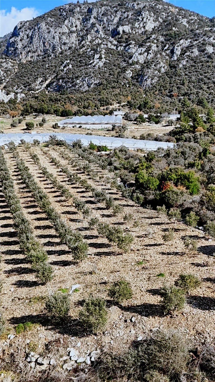 07 Truva Emlak Tan Kumluca İncircik Köyünde Satılık Zeytinlik - Görsel 15