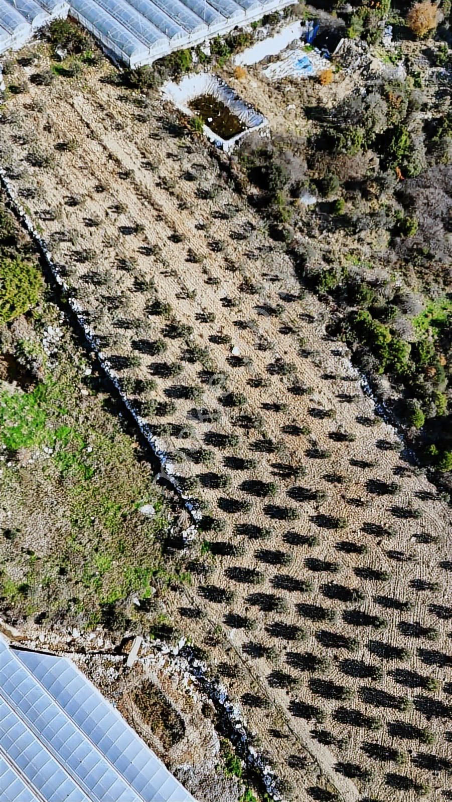 07 Truva Emlak Tan Kumluca İncircik Köyünde Satılık Zeytinlik - Görsel 28