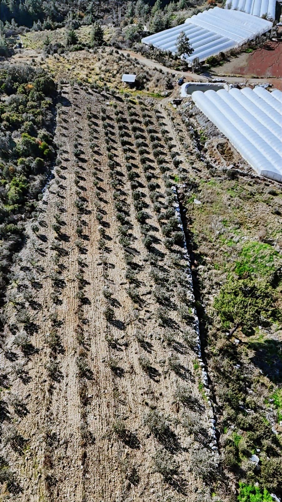 07 Truva Emlak Tan Kumluca İncircik Köyünde Satılık Zeytinlik - Görsel 35