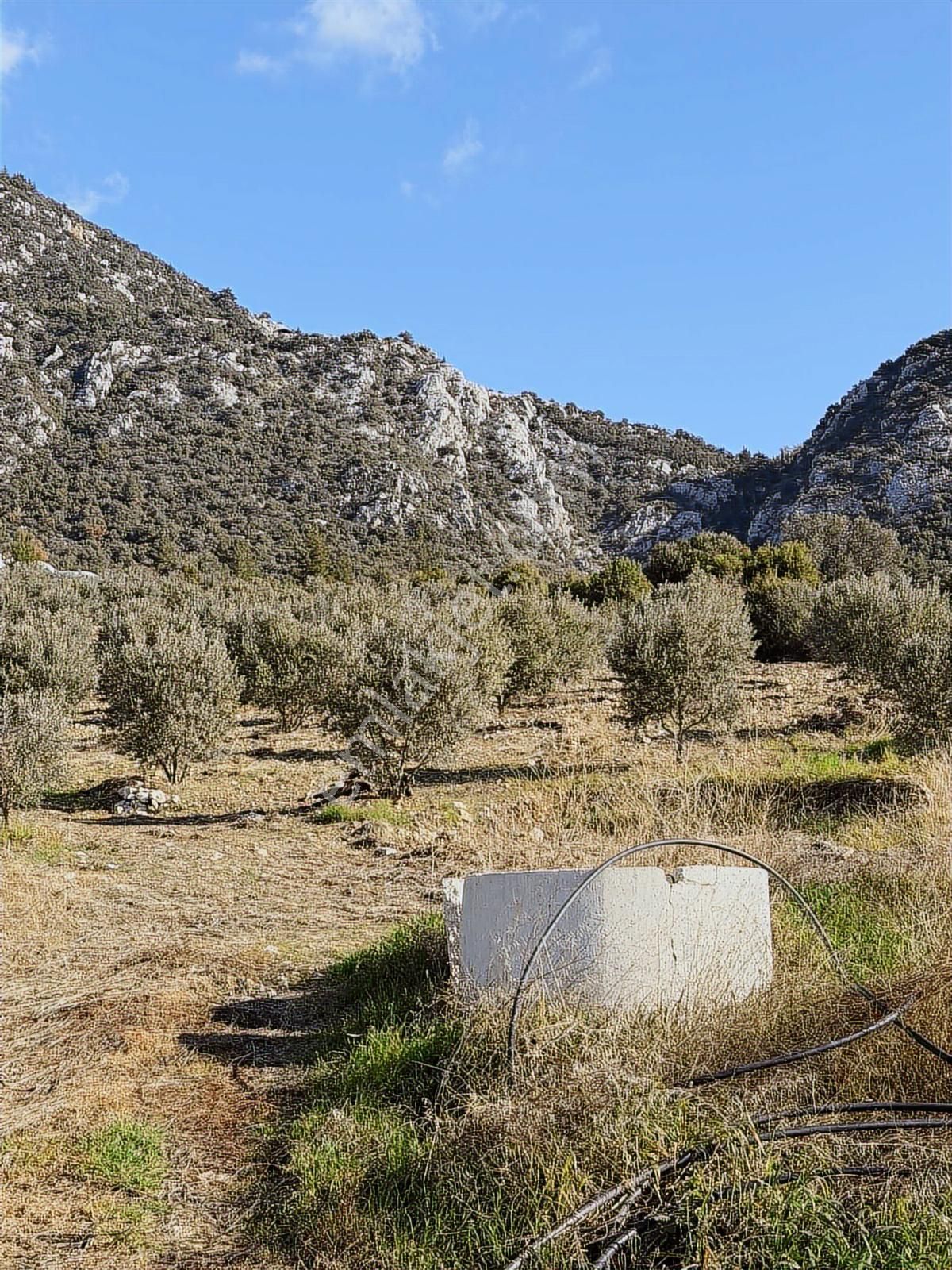 07 Truva Emlak Tan Kumluca İncircik Köyünde Satılık Zeytinlik - Görsel 5