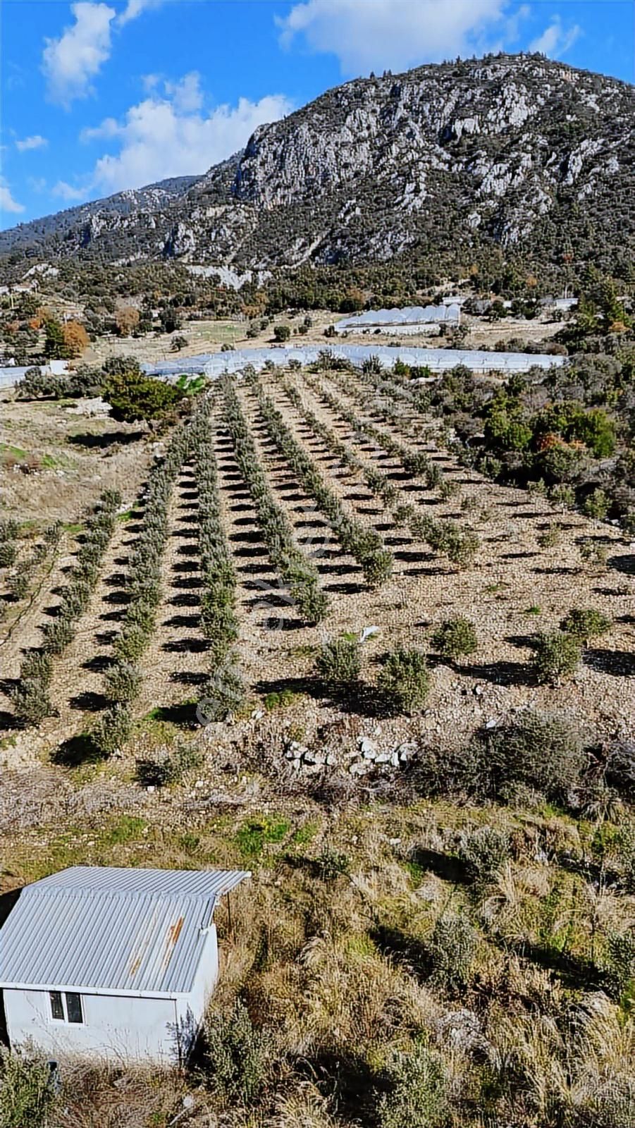 07 Truva Emlak Tan Kumluca İncircik Köyünde Satılık Zeytinlik - Görsel 31