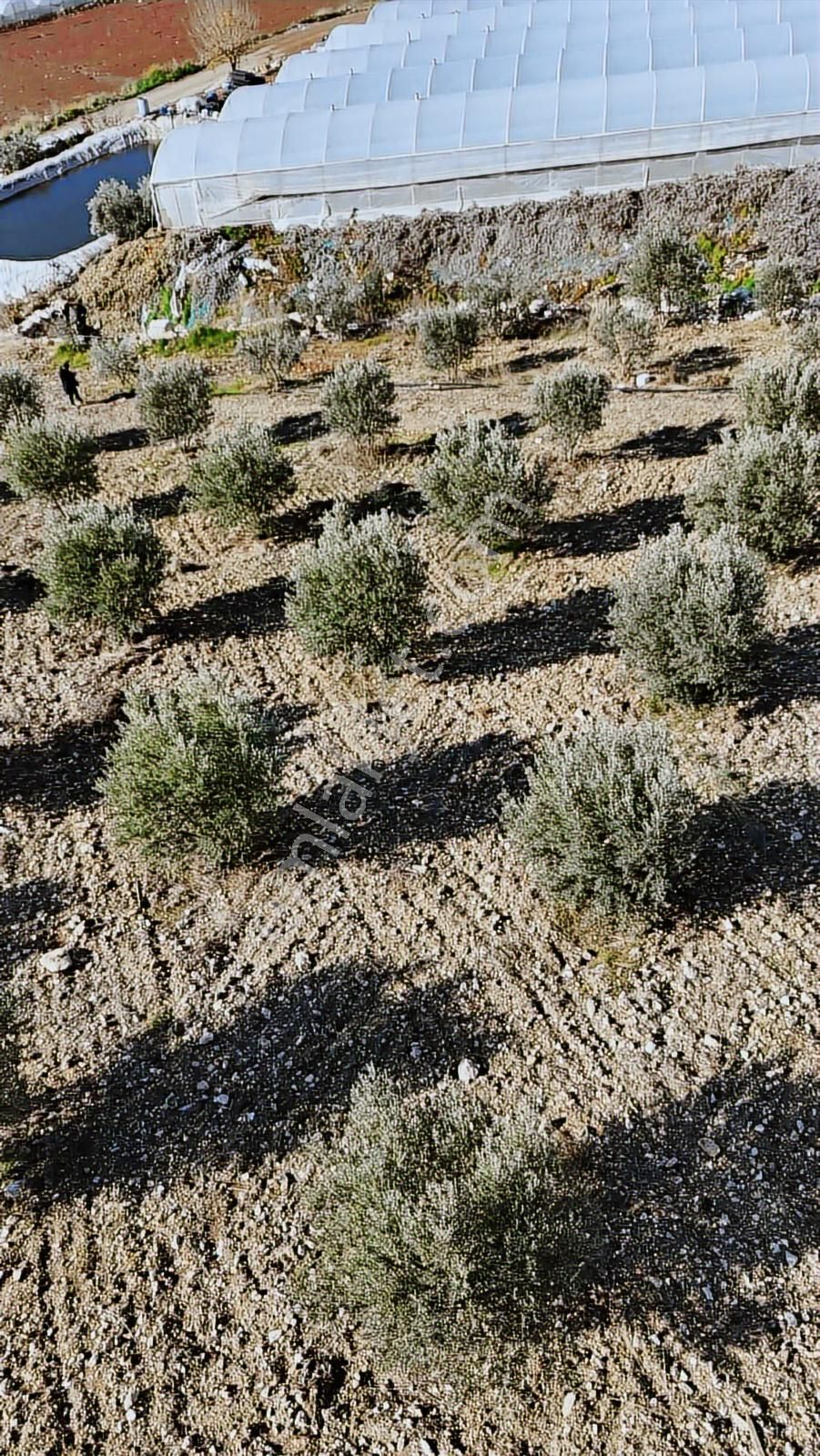 07 Truva Emlak Tan Kumluca İncircik Köyünde Satılık Zeytinlik - Görsel 13