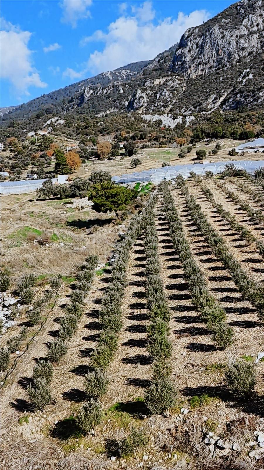 07 Truva Emlak Tan Kumluca İncircik Köyünde Satılık Zeytinlik - Görsel 12