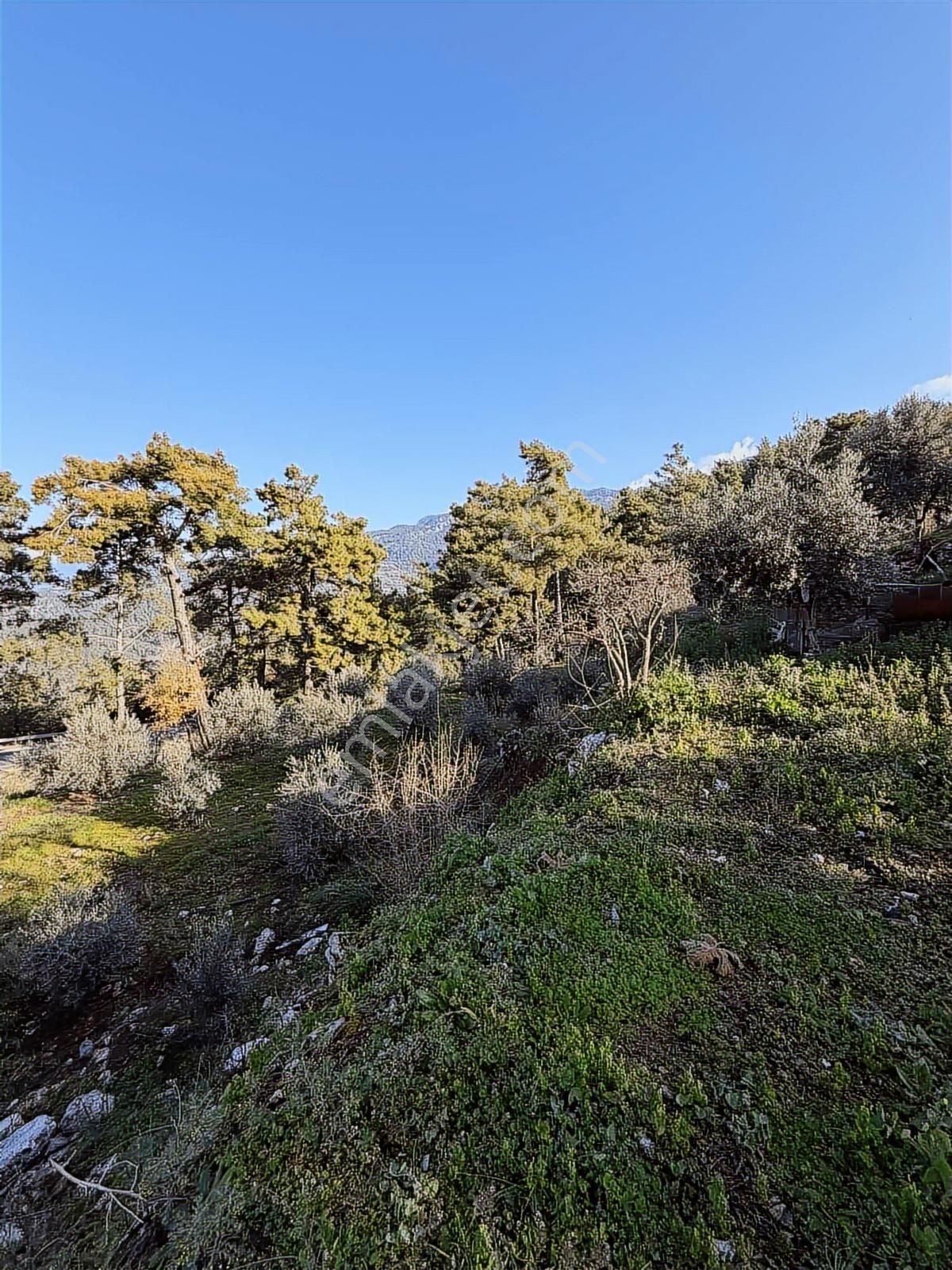 07 Truva Emlaktan Kumluca Güzörende Satılık Arsa - Görsel 6