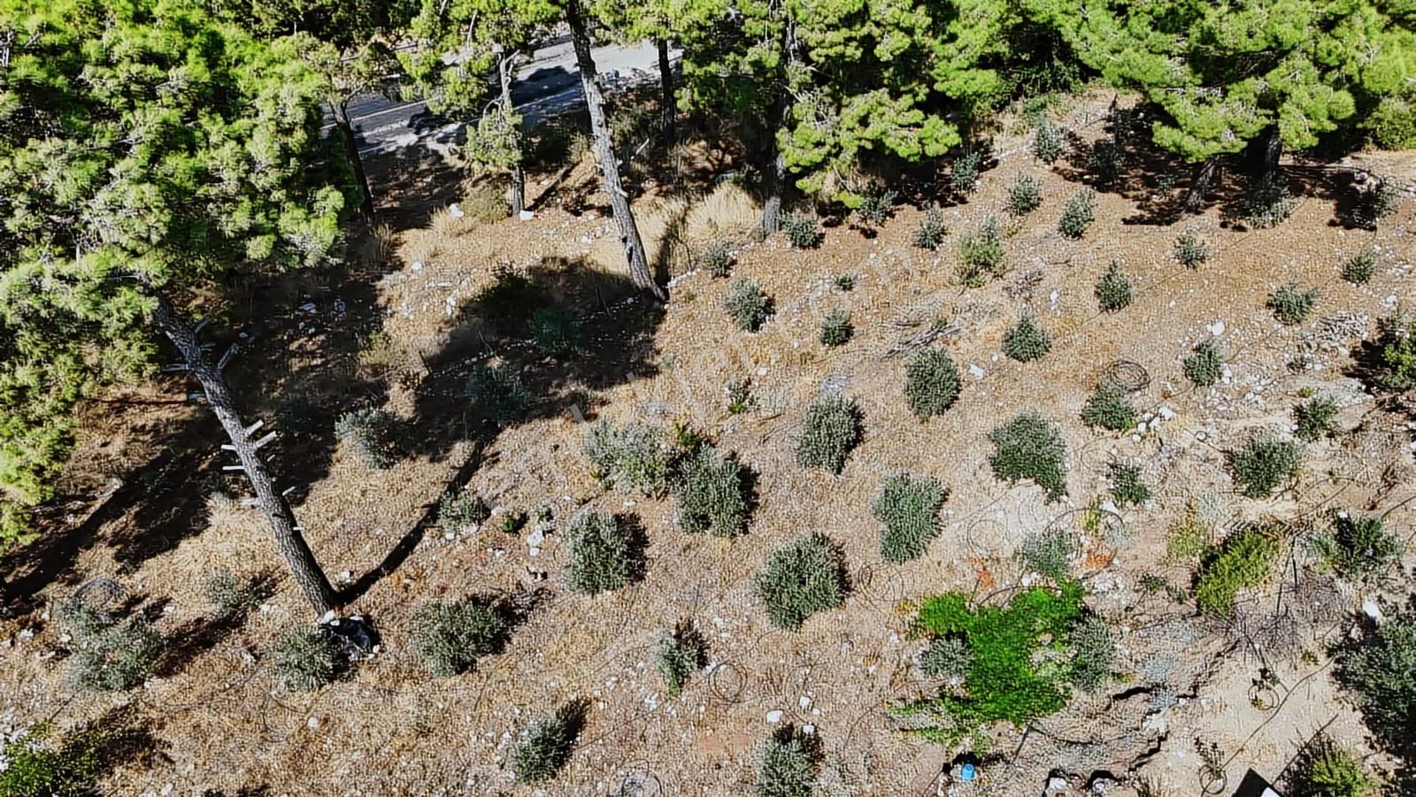 07 Truva Emlaktan Kumluca Güzörende Satılık Arsa - Görsel 26