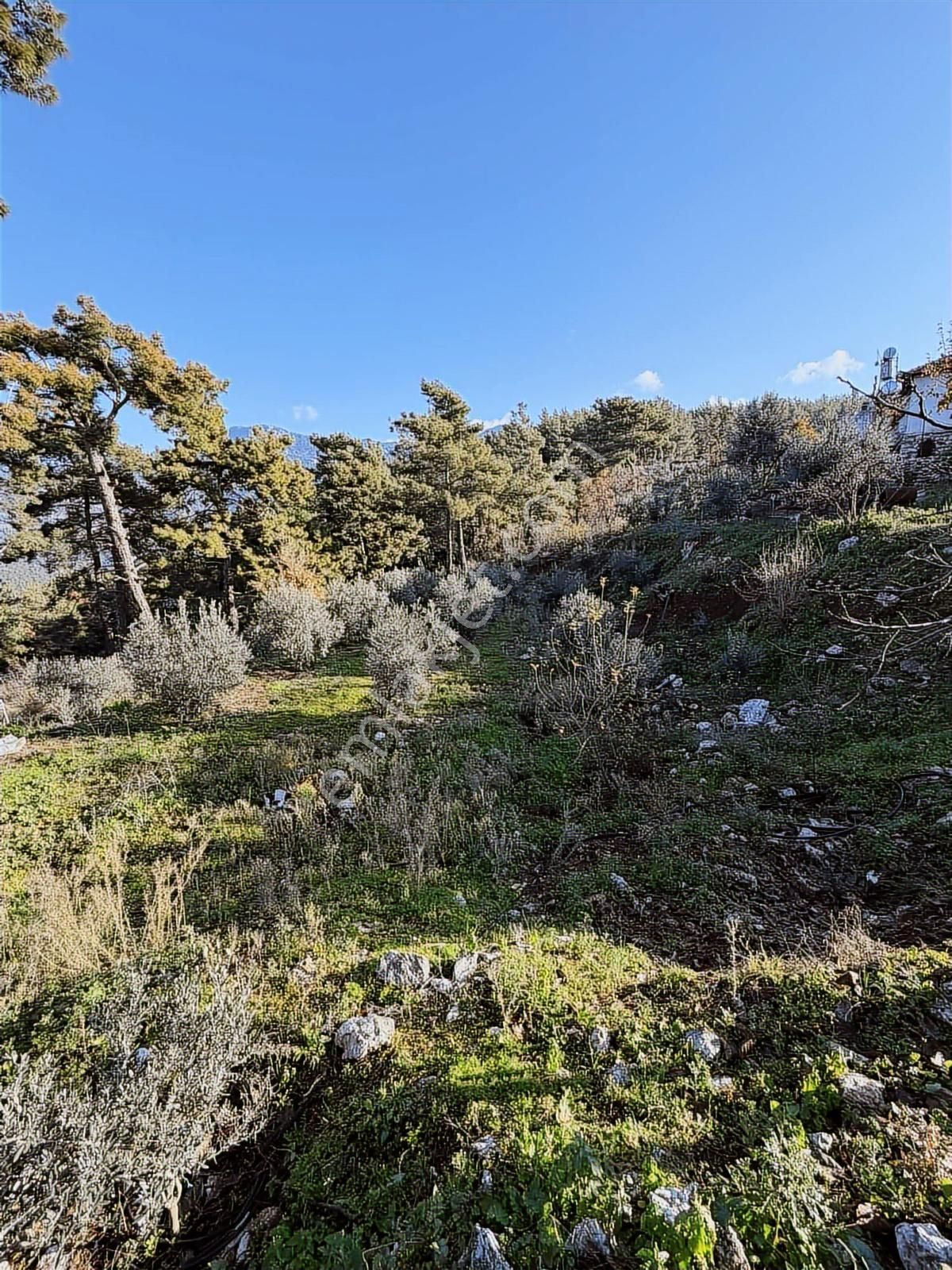 07 Truva Emlaktan Kumluca Güzörende Satılık Arsa - Görsel 3