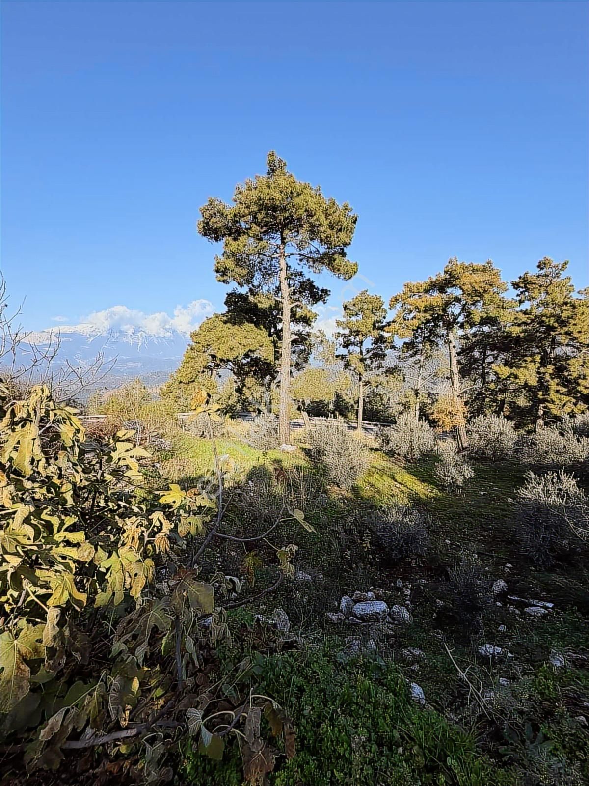 07 Truva Emlaktan Kumluca Güzörende Satılık Arsa - Görsel 11