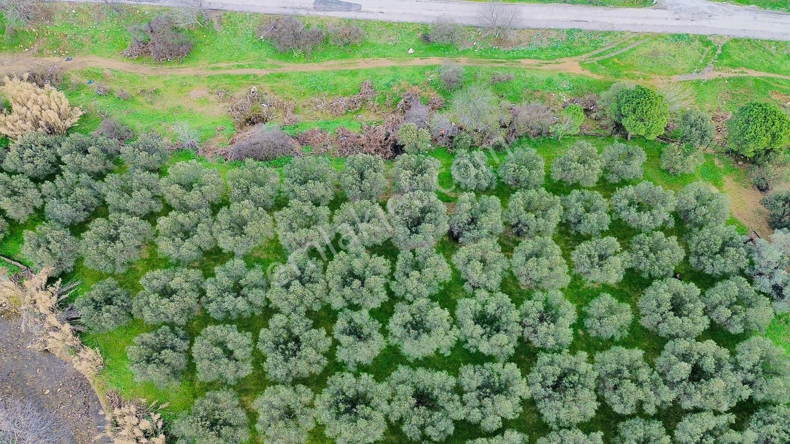 Foça Yenibağarasında Satılık Tarla - Görsel 15