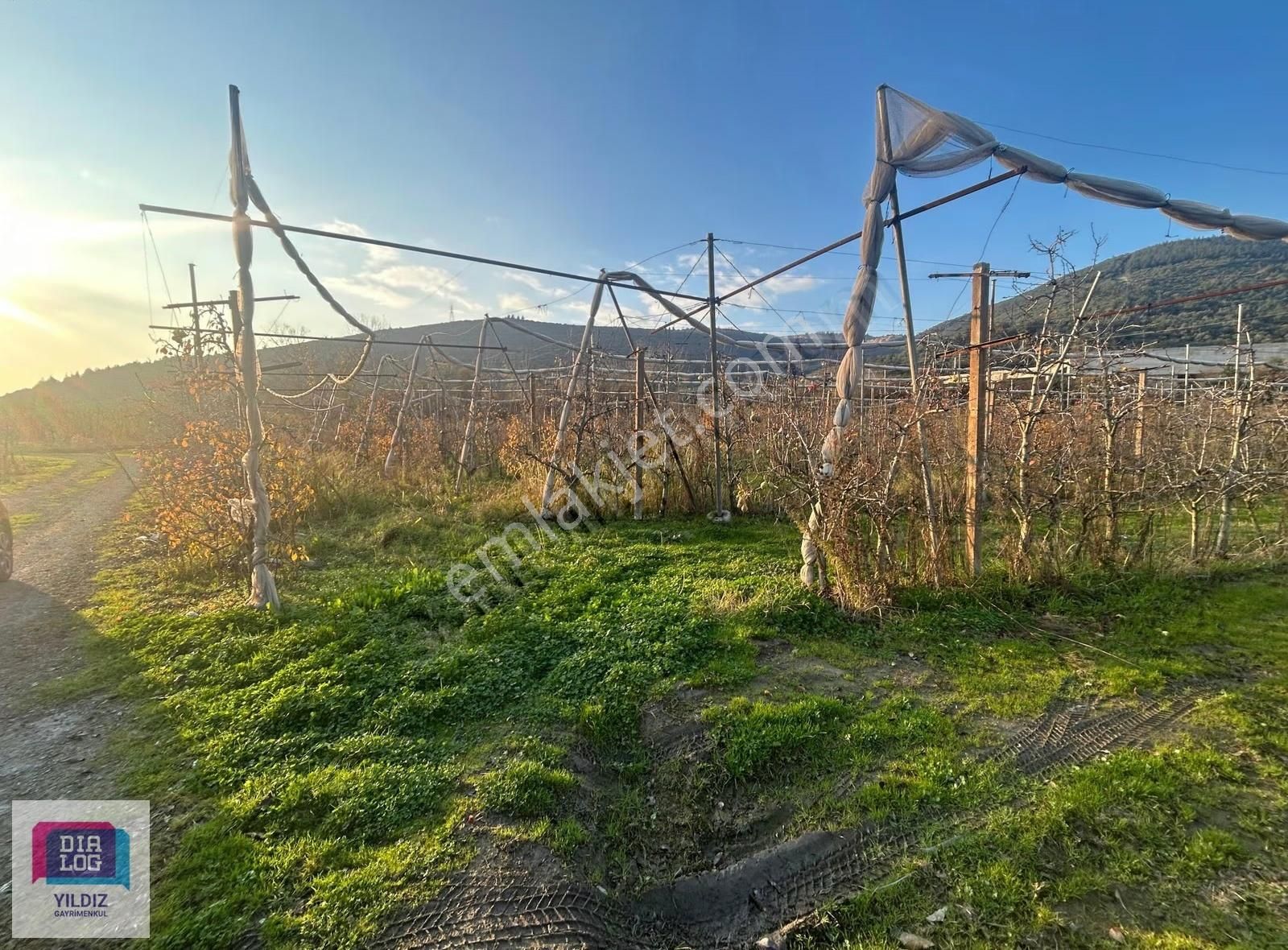Dialog Yıldız/acil Gürsu Kazıklı 2 Parsel Satılık Meyve Bahçesi - Görsel 6
