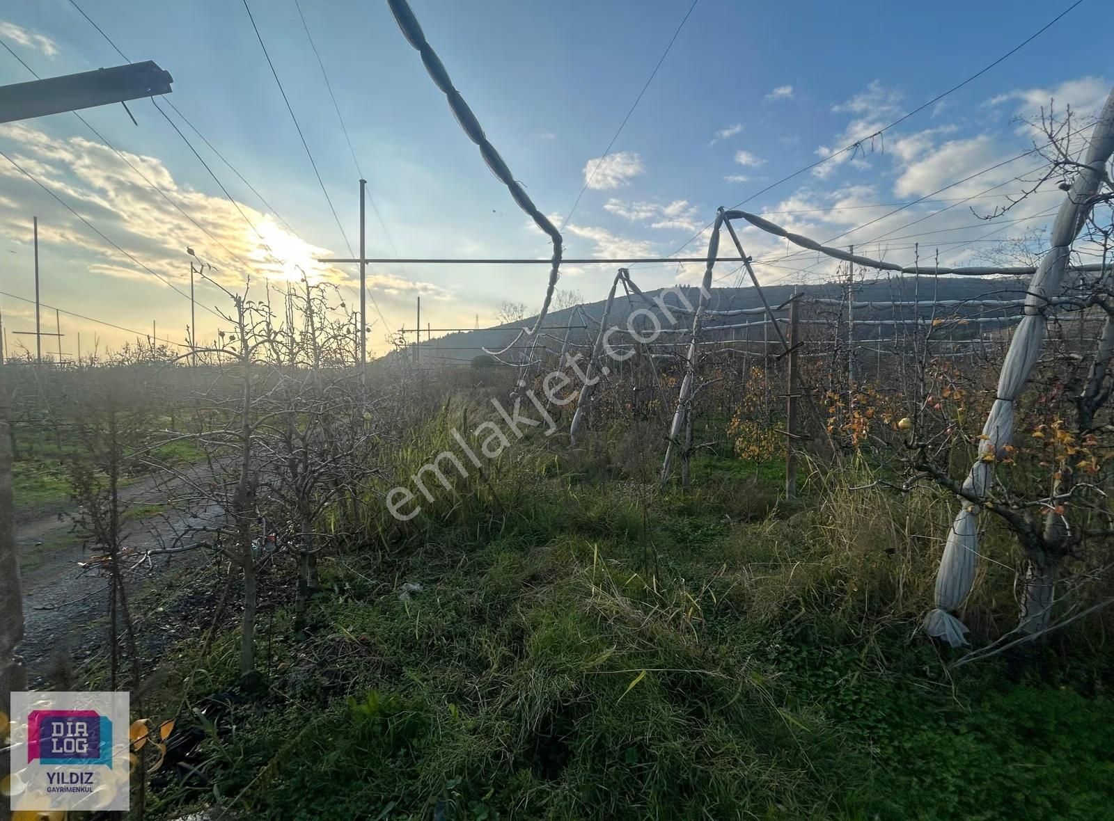 Dialog Yıldız/acil Gürsu Kazıklı 2 Parsel Satılık Meyve Bahçesi - Görsel 5