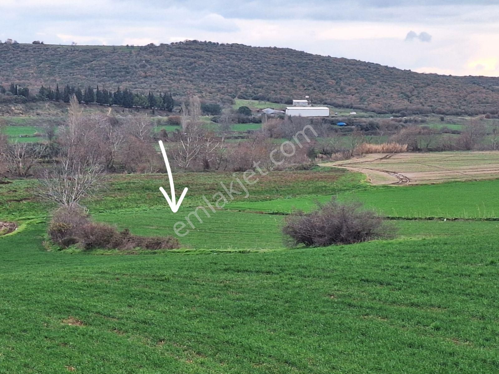 Karacabey Karasu Da Satılık Yatırımlık Arazi
