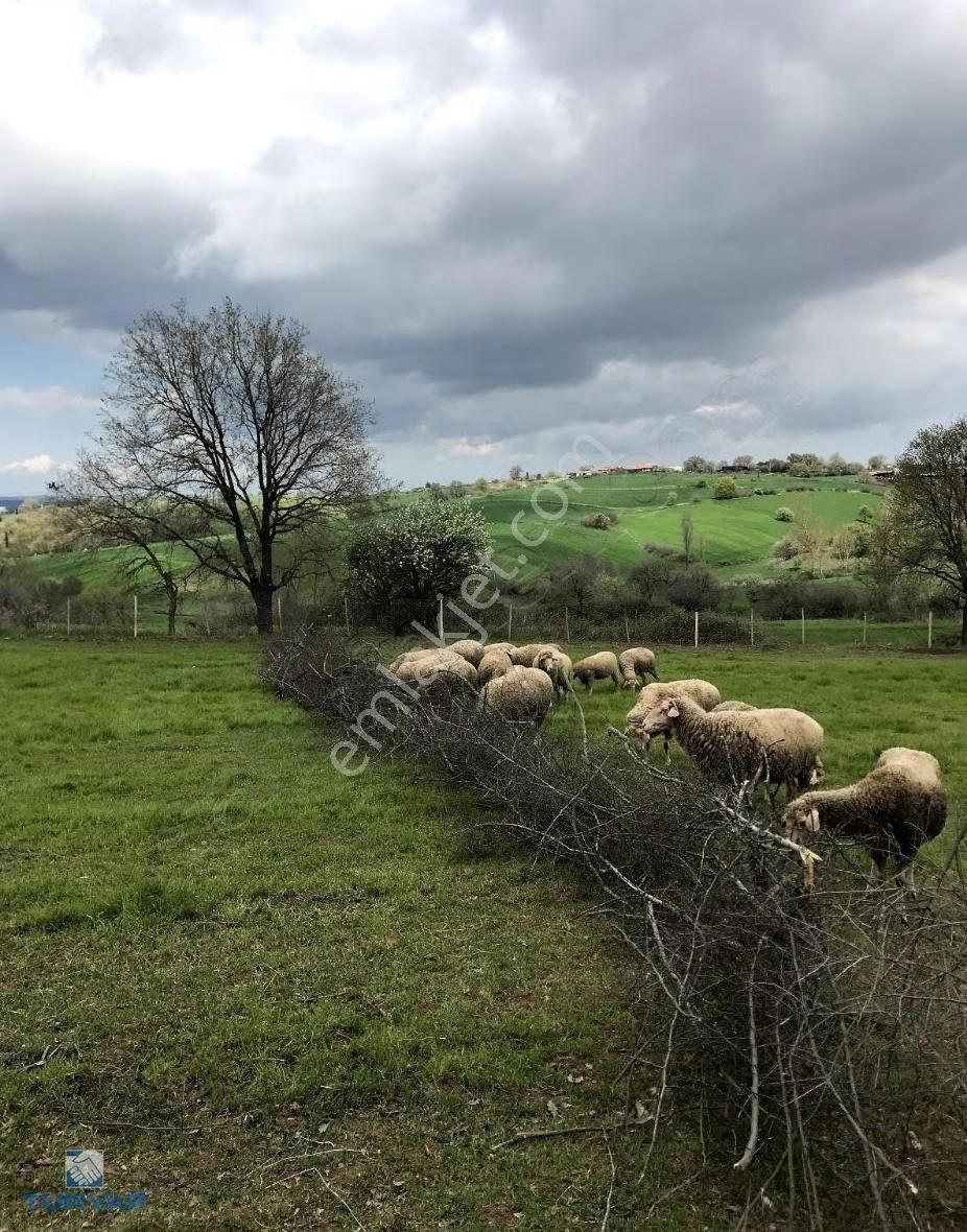 Çanakkale Biga İskenderköy'de Fırsat Satılık Çiftlik - Görsel 3