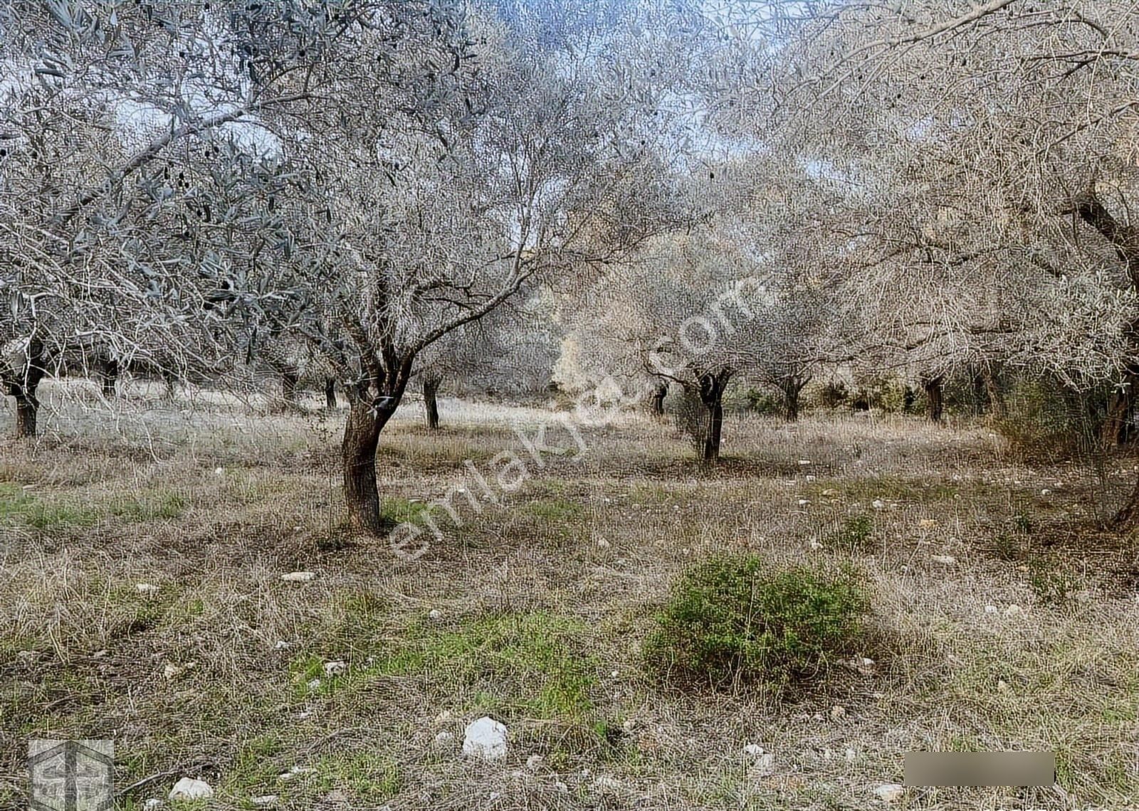 İzmir Selçuk Yoncaköy 12000m2 Zeytinlik - Görsel 3