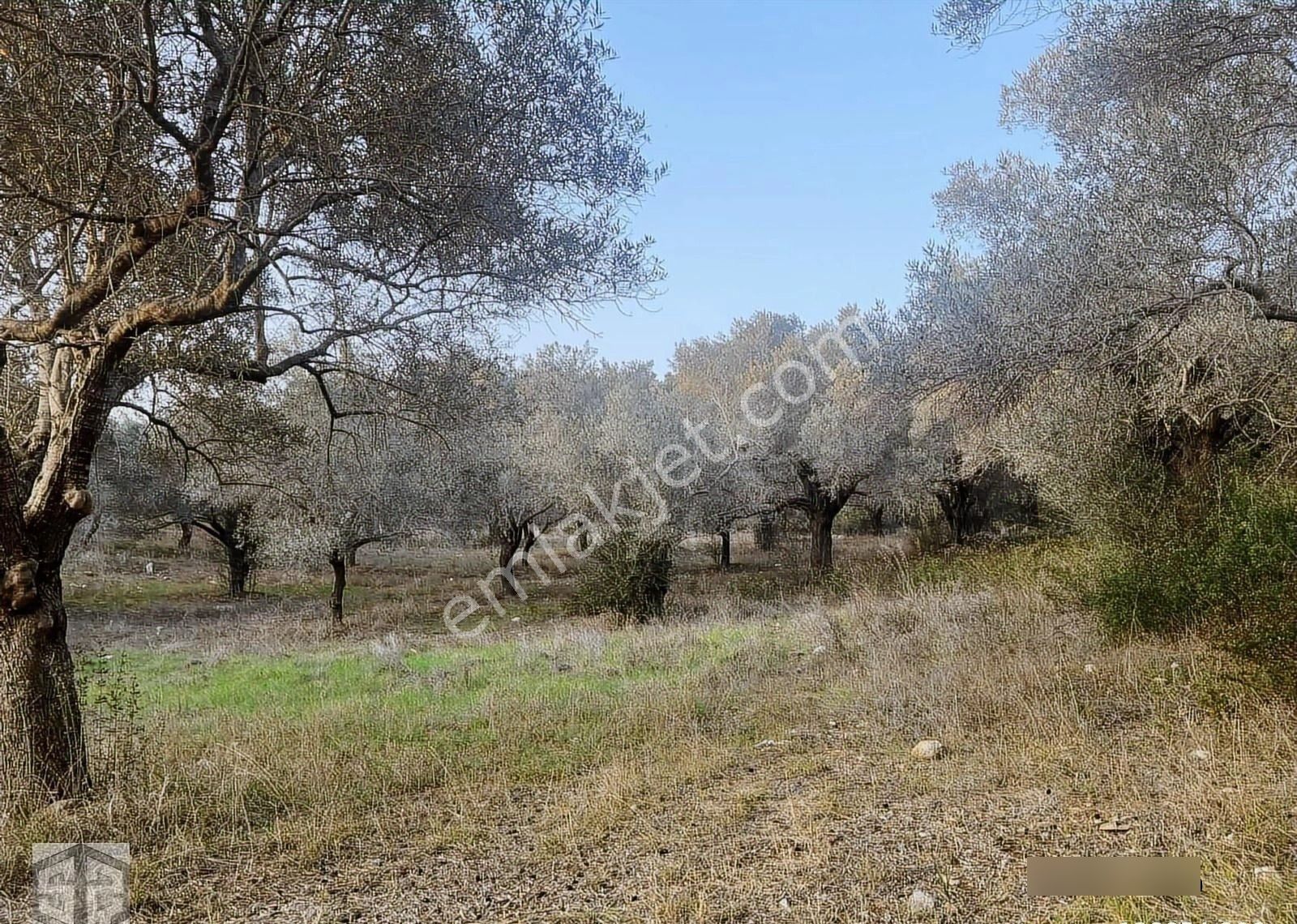 İzmir Selçuk Yoncaköy 12000m2 Zeytinlik - Görsel 7