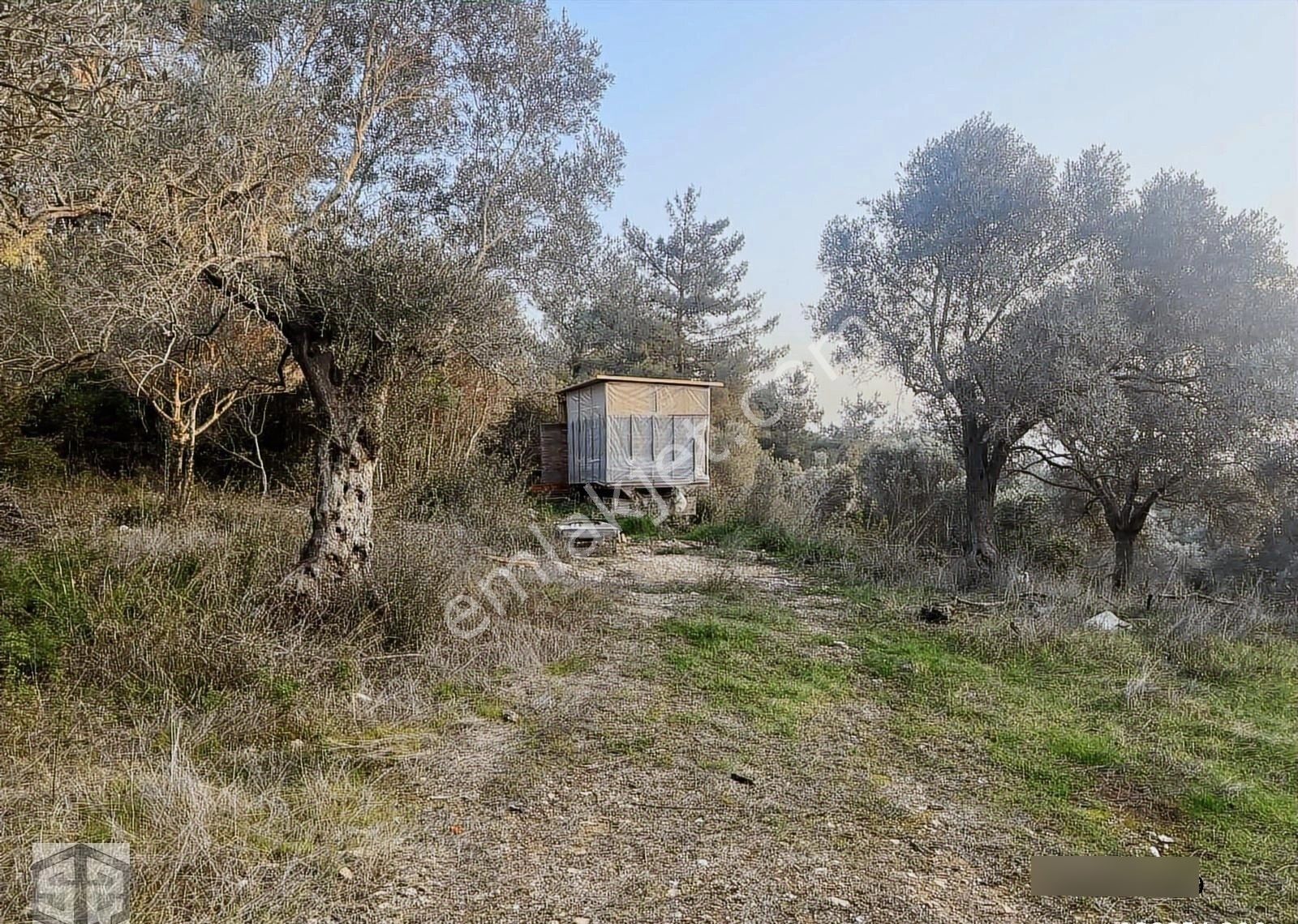 İzmir Selçuk Yoncaköy 12000m2 Zeytinlik - Görsel 12