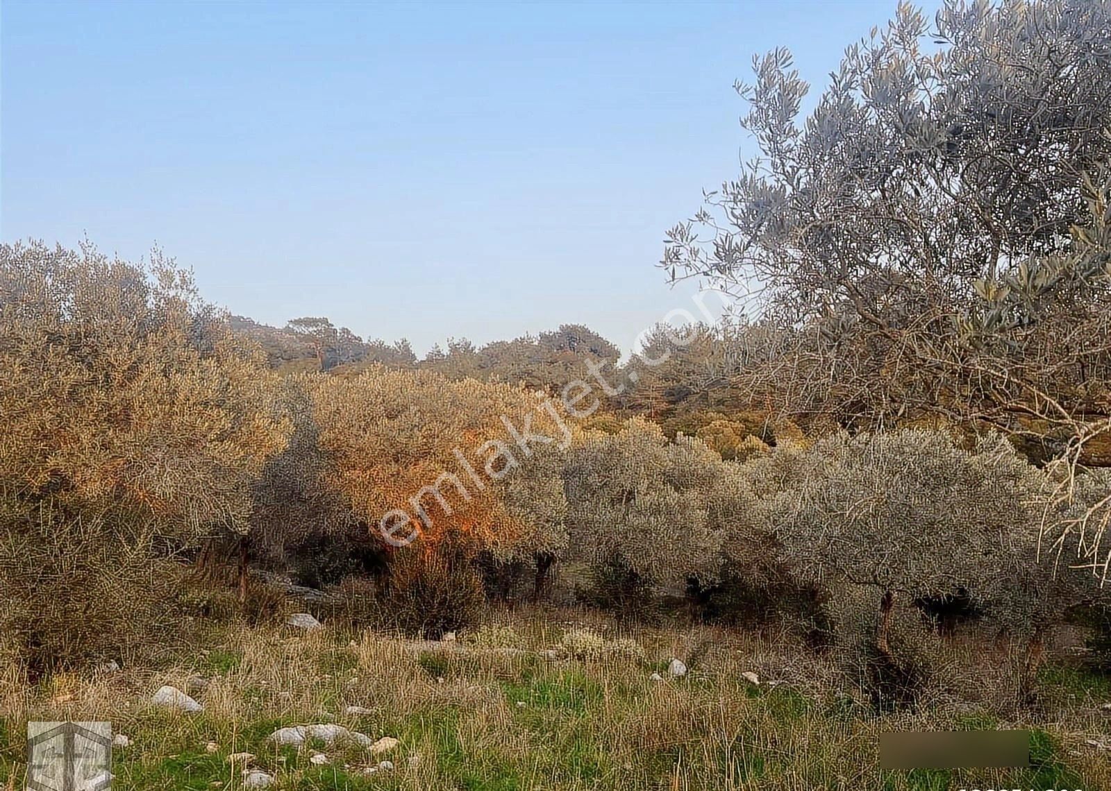 İzmir Selçuk Yoncaköy 12000m2 Zeytinlik - Görsel 5