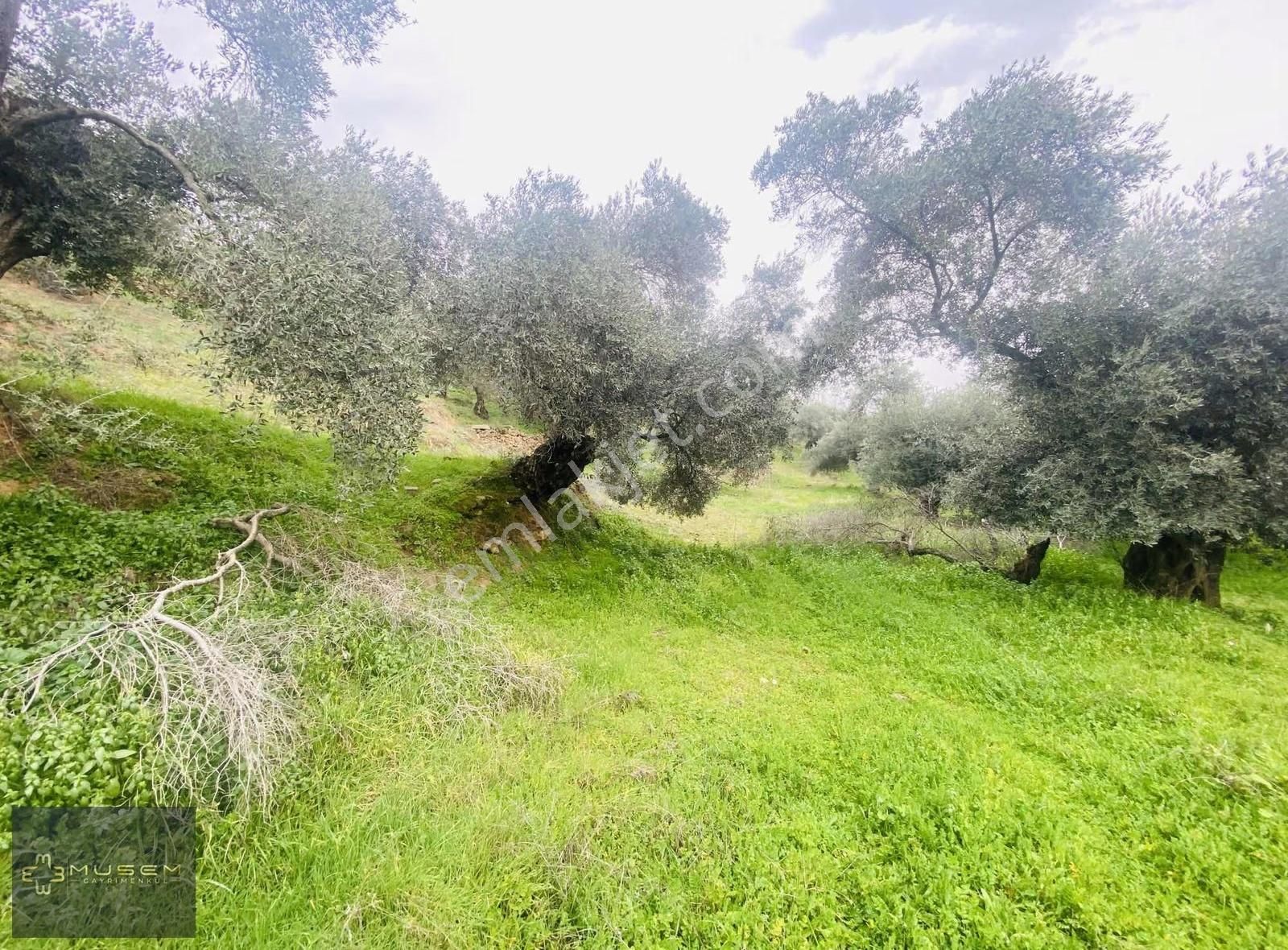 Karabağlarda Müstakil Tapulu Zeytinlik - Görsel 11