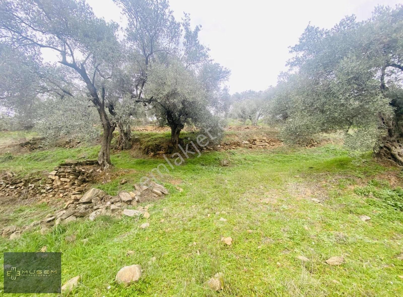 Karabağlarda Müstakil Tapulu Zeytinlik - Görsel 3
