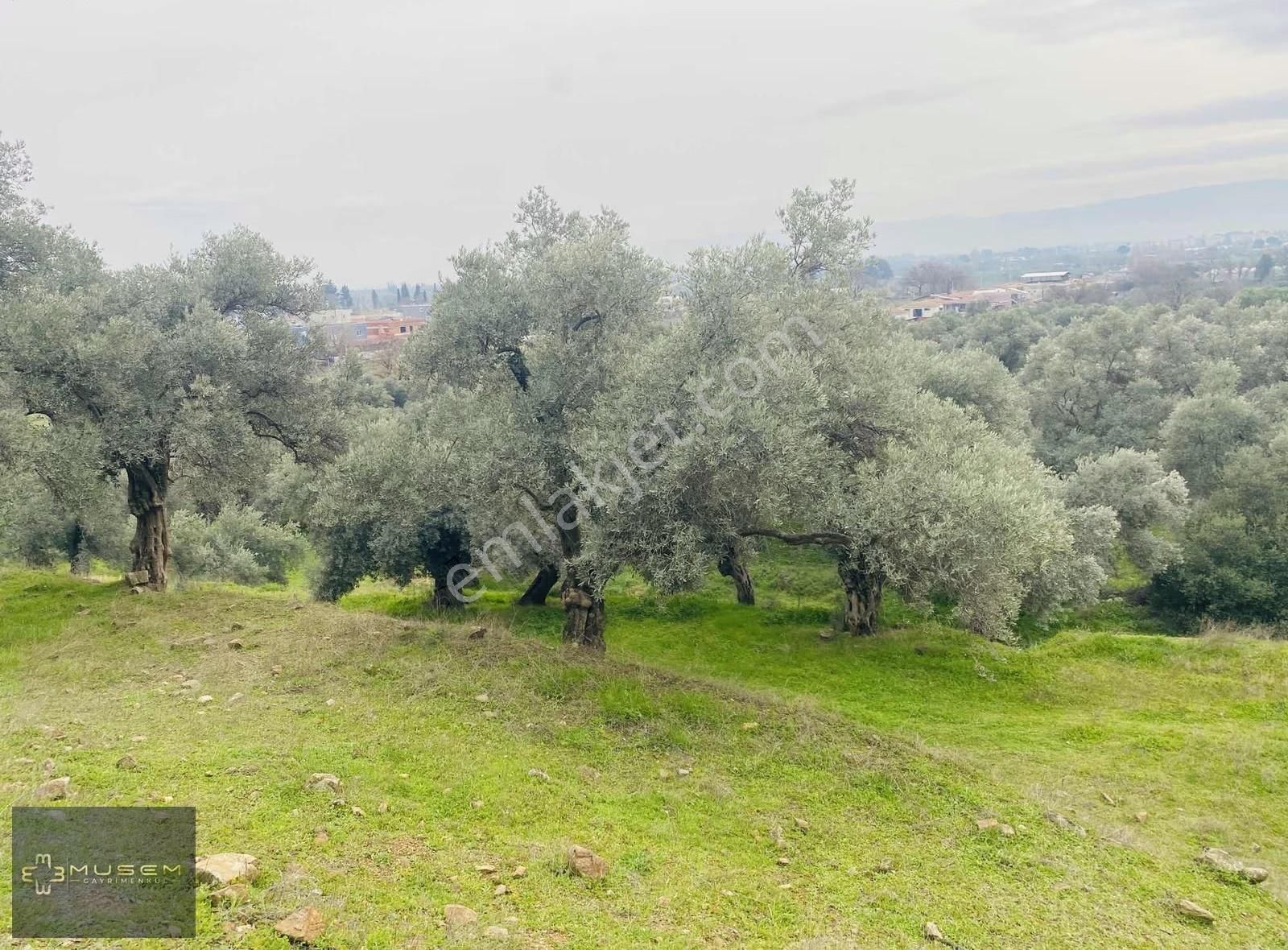 Karabağlarda Müstakil Tapulu Zeytinlik - Görsel 24