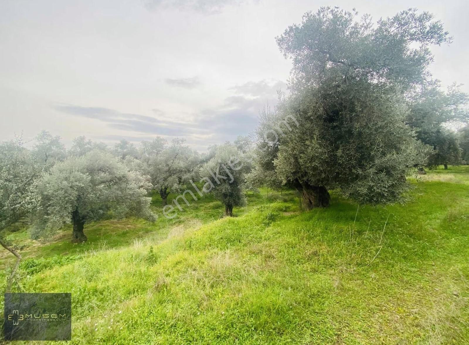 Karabağlarda Müstakil Tapulu Zeytinlik - Görsel 31