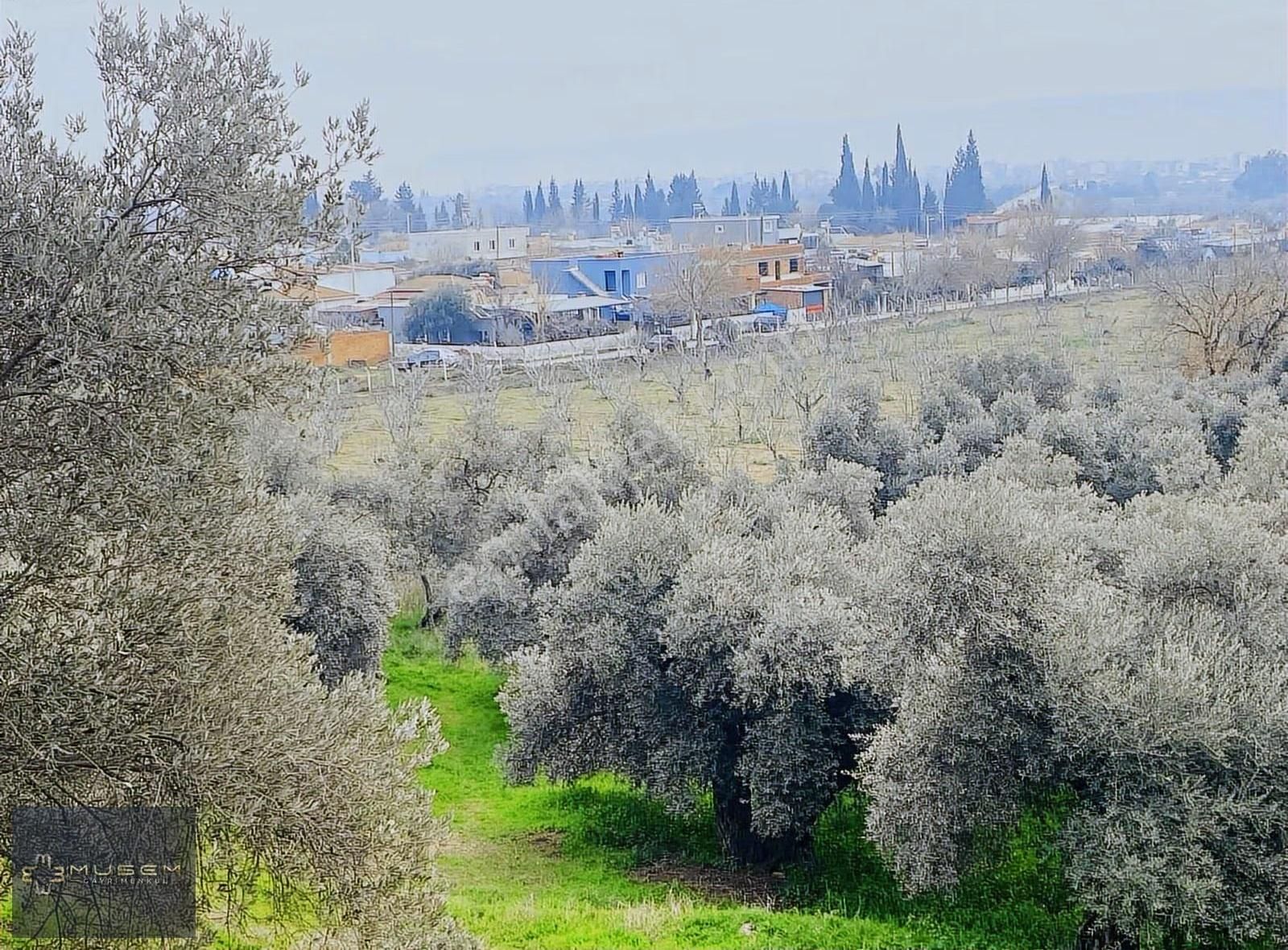 Karabağlarda Müstakil Tapulu Zeytinlik - Görsel 32