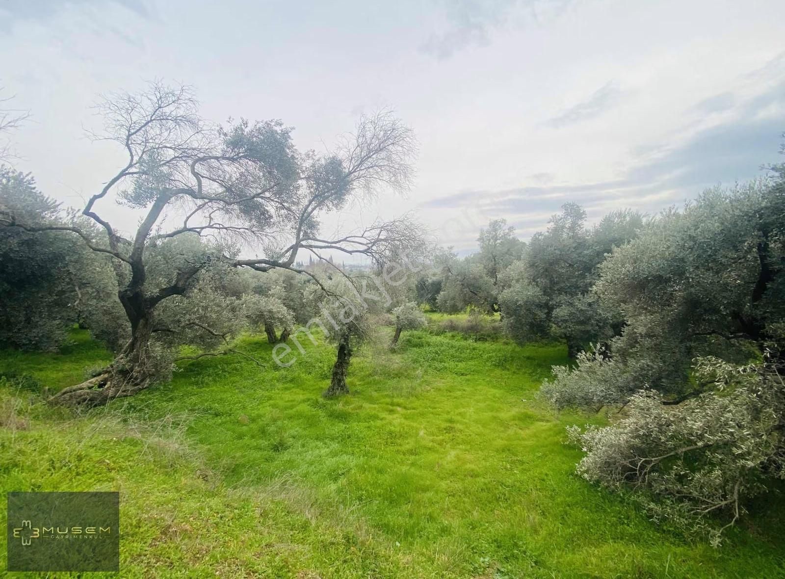 Karabağlarda Müstakil Tapulu Zeytinlik - Görsel 18