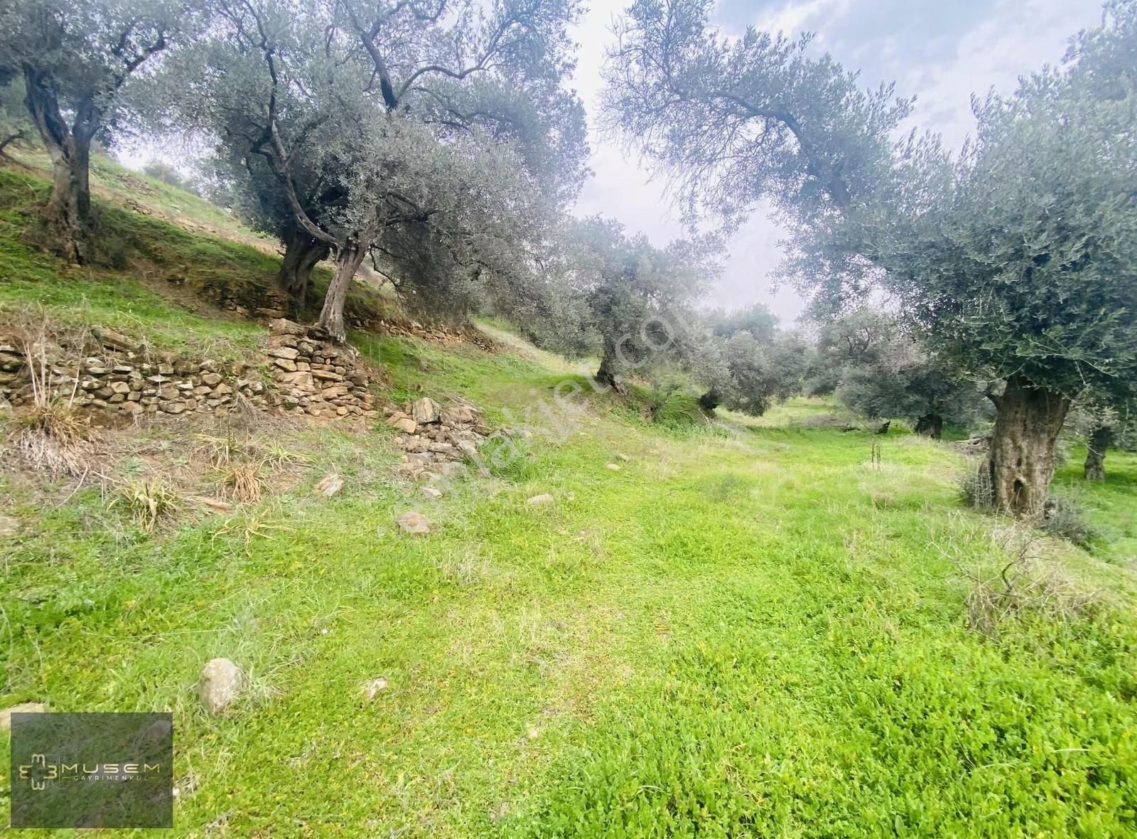Karabağlarda Müstakil Tapulu Zeytinlik - Görsel 2