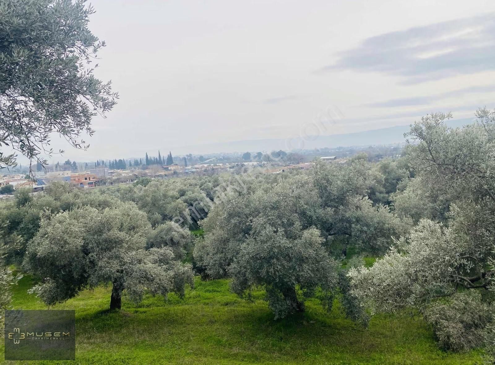 Karabağlarda Müstakil Tapulu Zeytinlik - Görsel 5