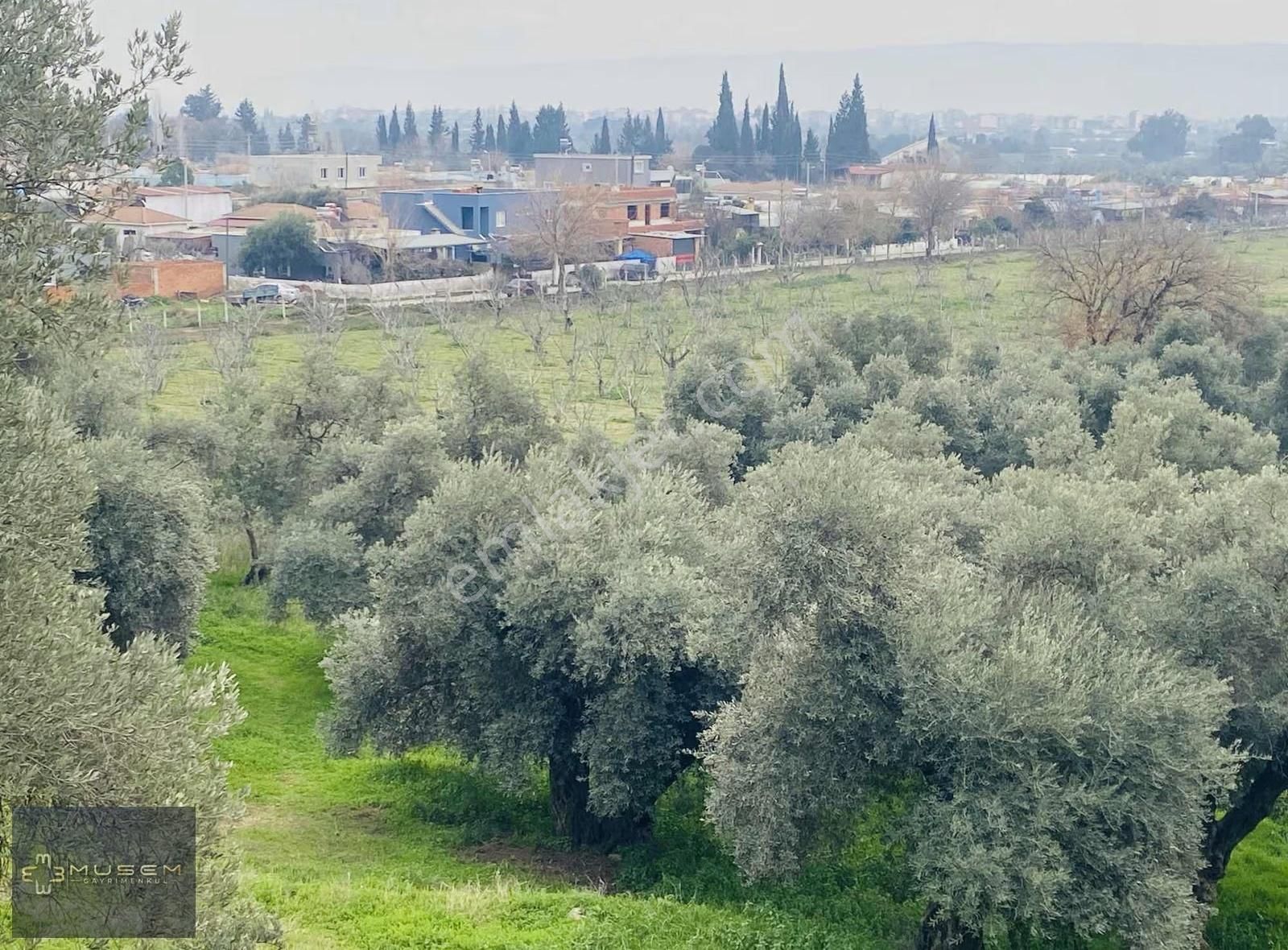 Karabağlarda Müstakil Tapulu Zeytinlik - Görsel 20