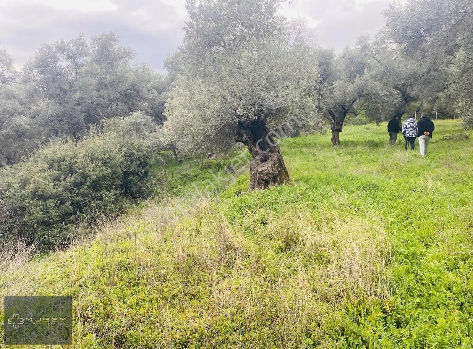 Karabağlarda Müstakil Tapulu Zeytinlik - Görsel 25