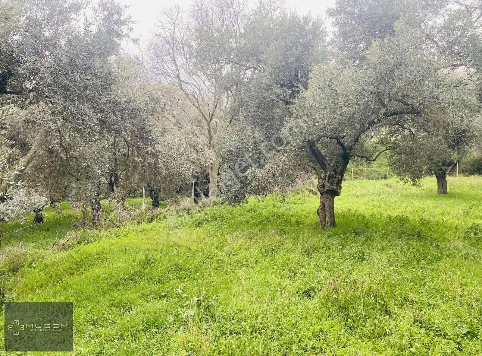 Karabağlarda Müstakil Tapulu Zeytinlik - Görsel 23