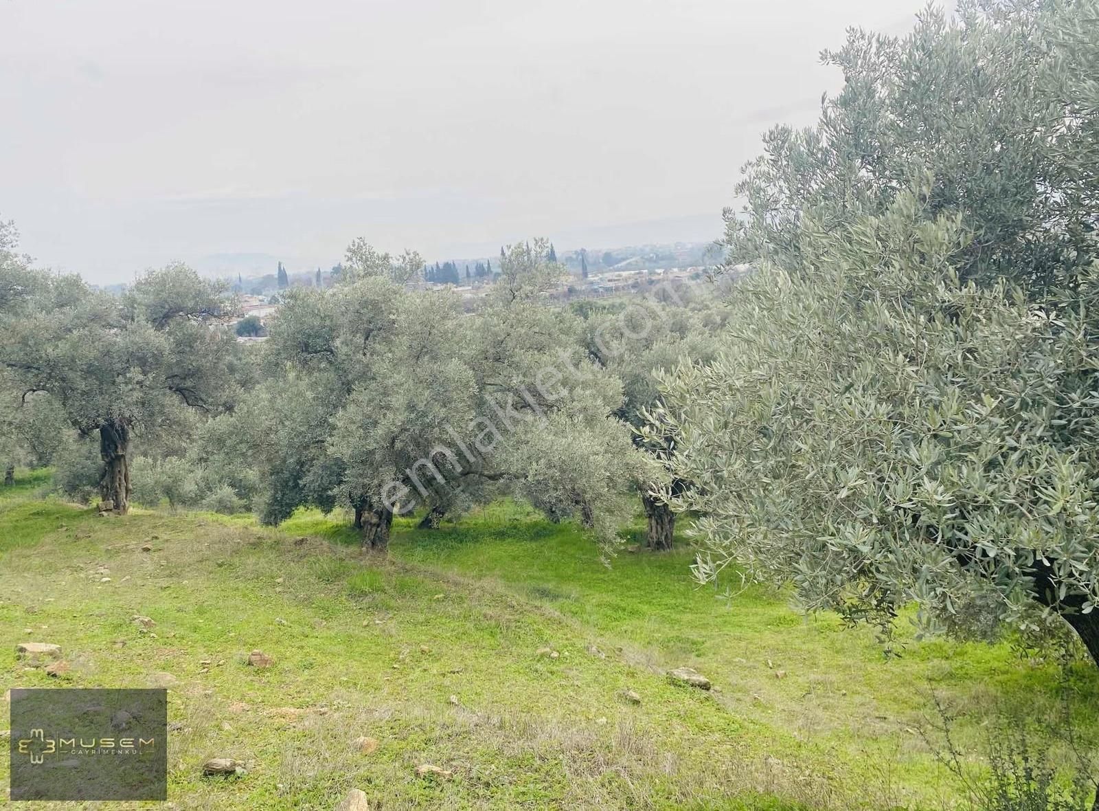 Karabağlarda Müstakil Tapulu Zeytinlik - Görsel 17