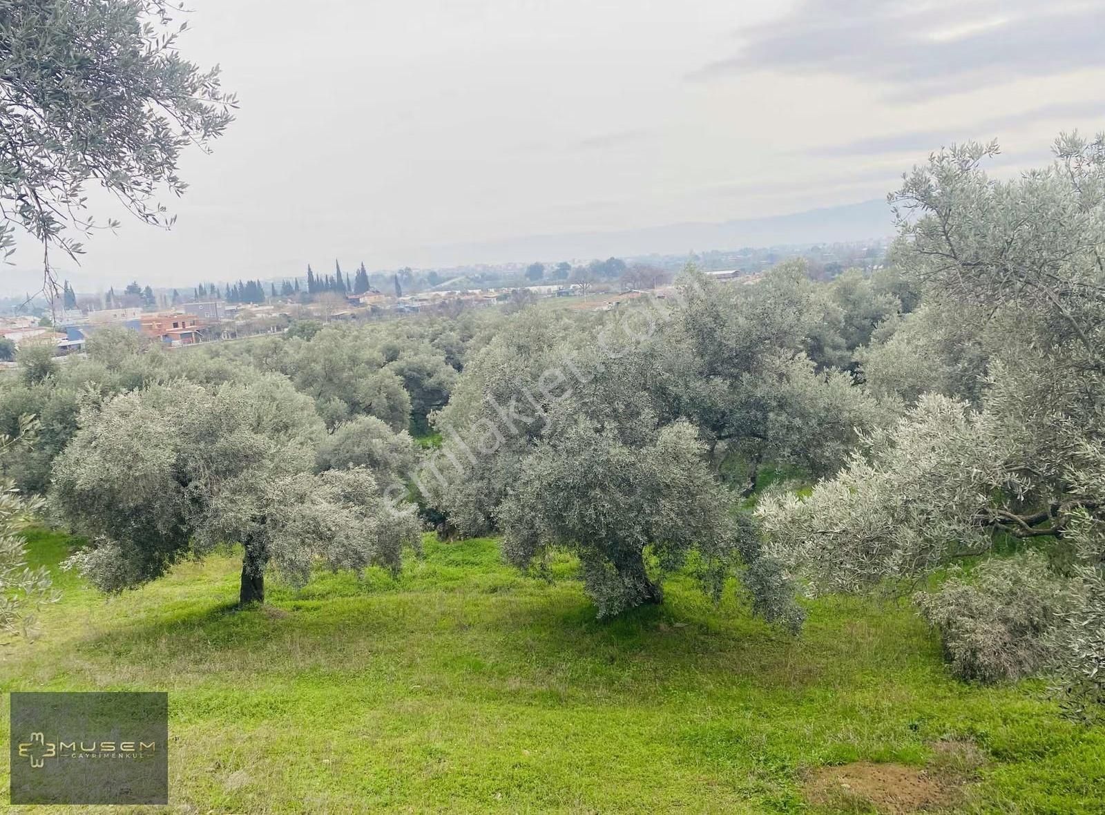 Karabağlarda Müstakil Tapulu Zeytinlik - Görsel 4