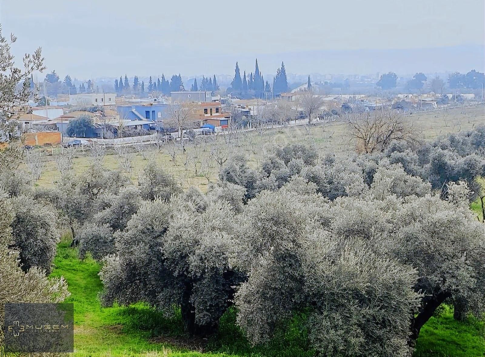 Karabağlarda Müstakil Tapulu Zeytinlik - Görsel 15