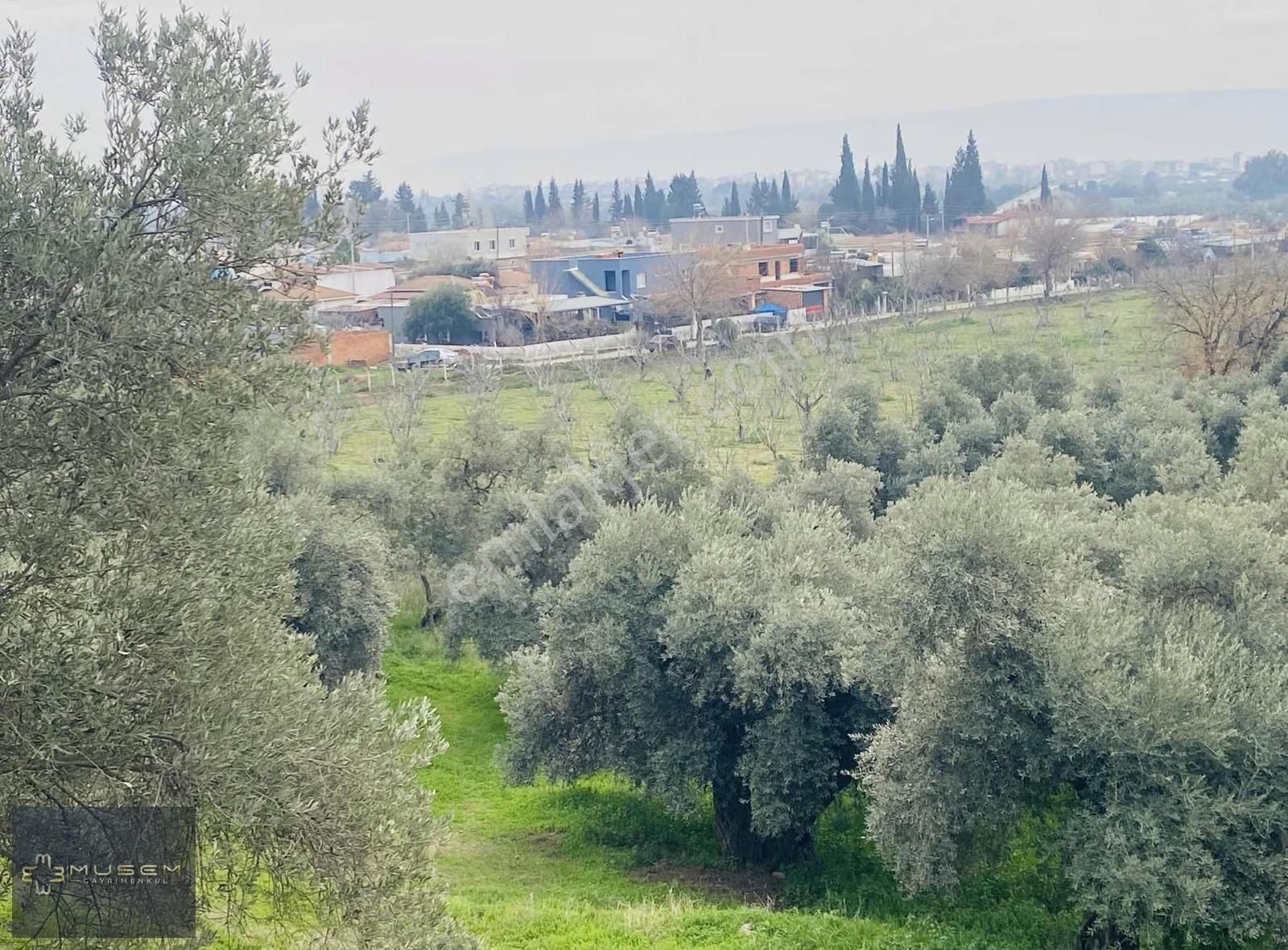 Karabağlarda Müstakil Tapulu Zeytinlik